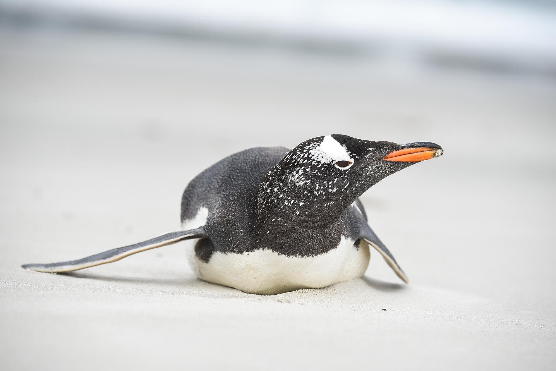 Falkland, Südgeorgien & Halbinsel Valdés: Im Herzen der Wildnis  