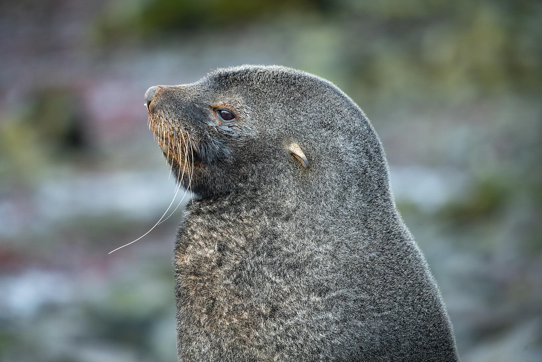 Falkland, Südgeorgien & Halbinsel Valdés: Im Herzen der Wildnis  