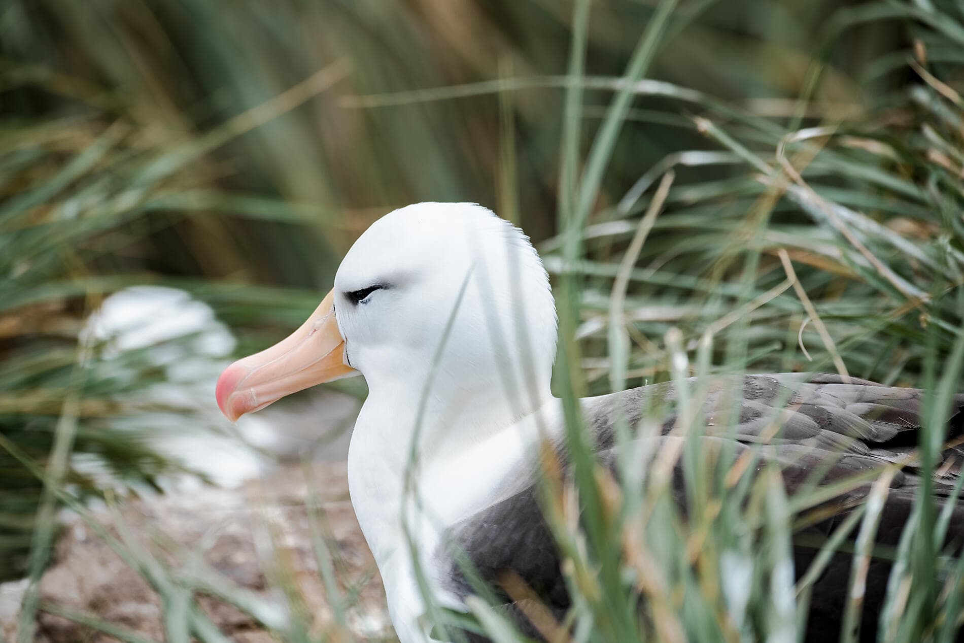 Falkland, Südgeorgien & Halbinsel Valdés: Im Herzen der Wildnis  