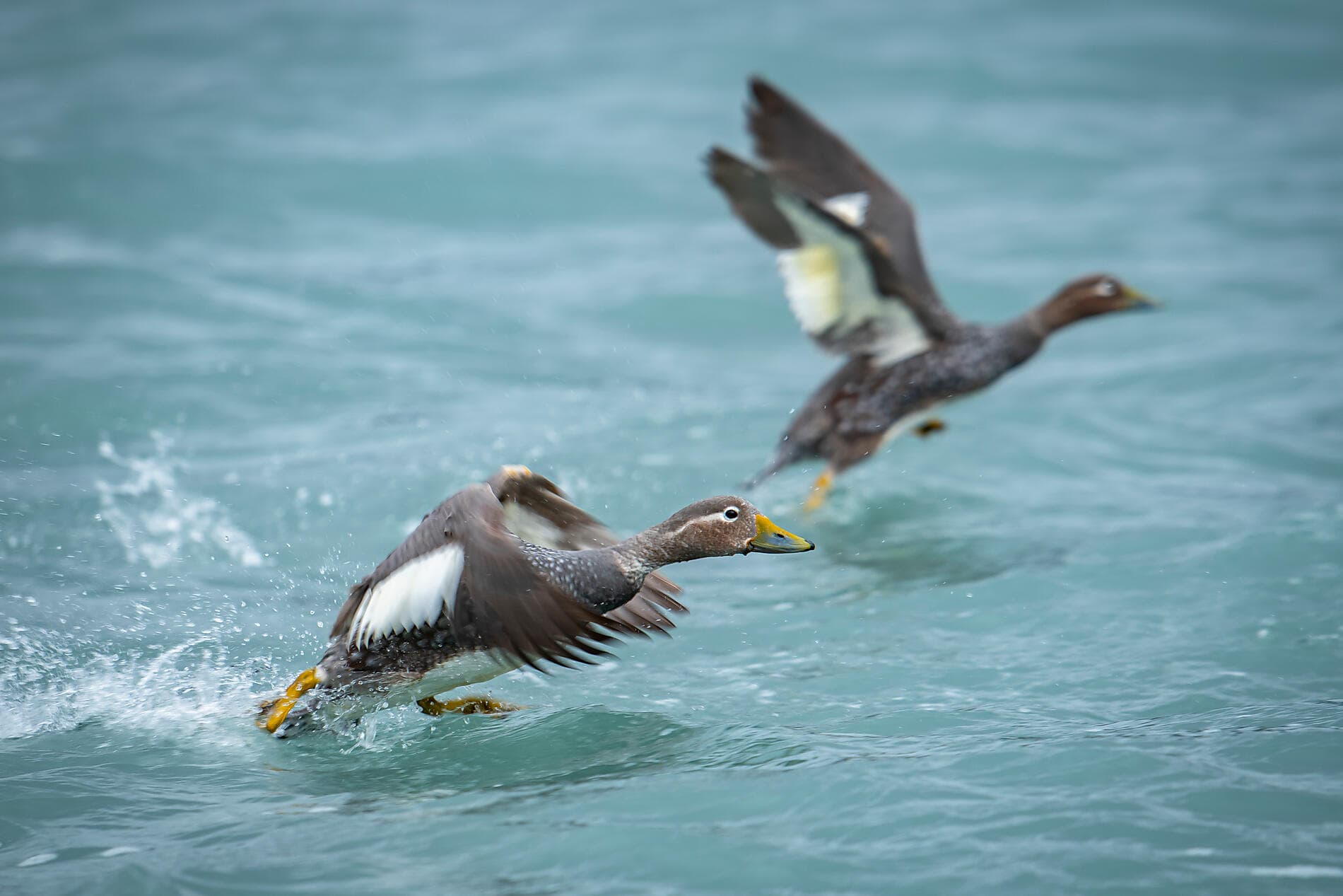 Highlights der chilenischen Fjorde 