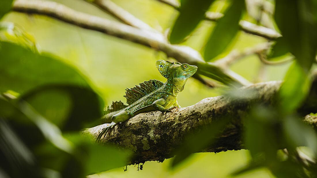 Die Pazifikküste von Costa Rica