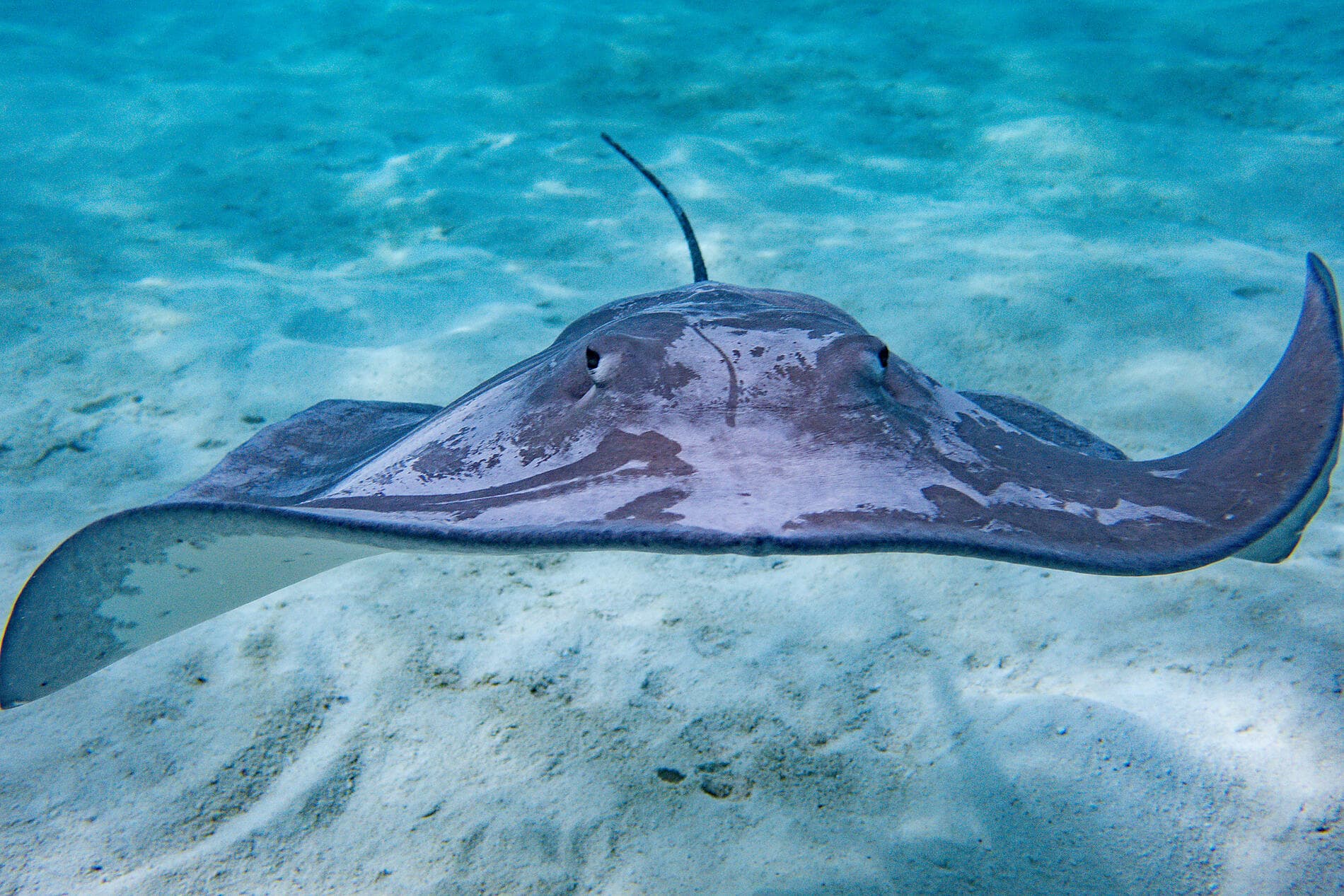 Fidschi, Tonga, Cookinseln und Gesellschaftsinseln 