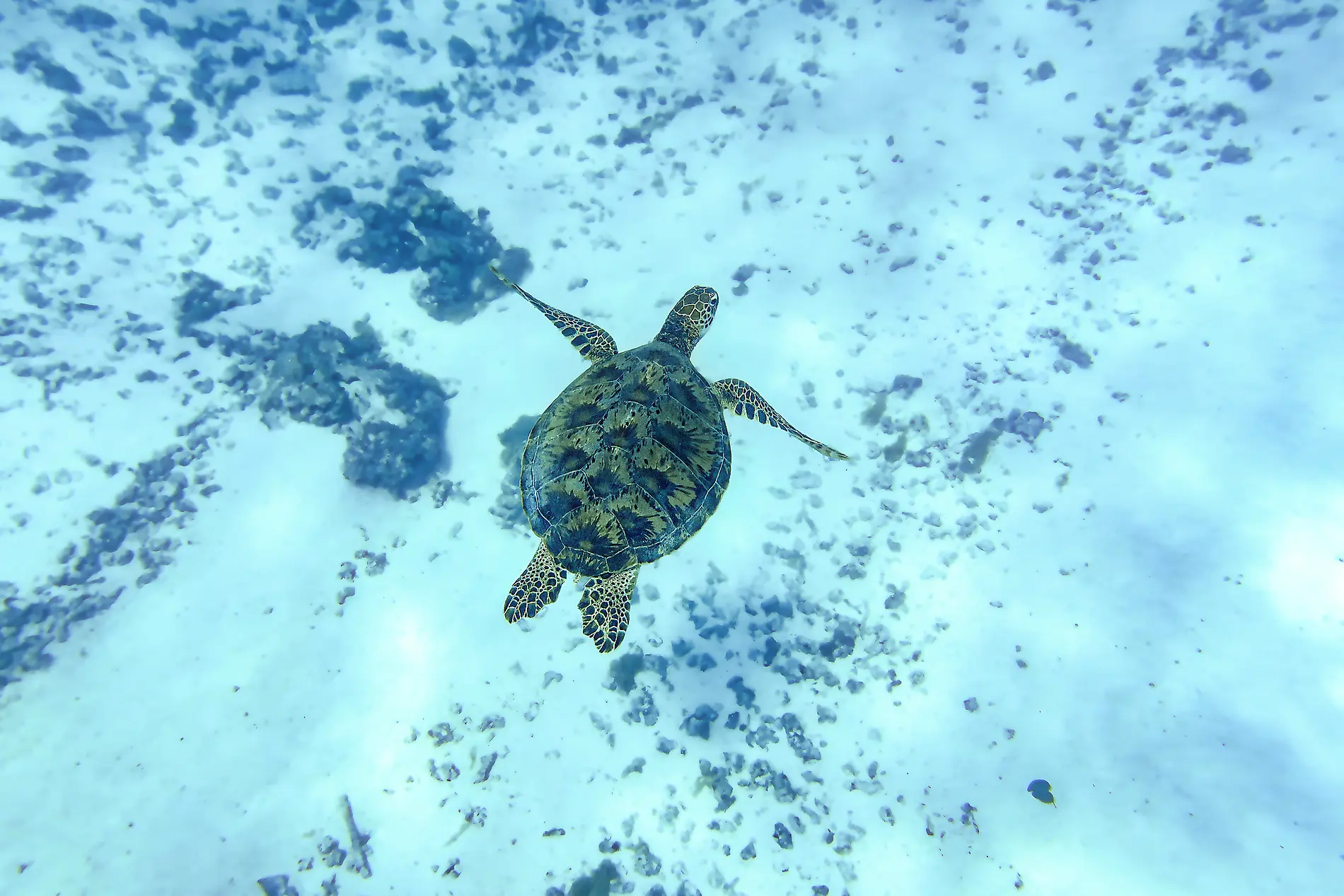 Fidschi, Tonga, Cookinseln und Gesellschaftsinseln 