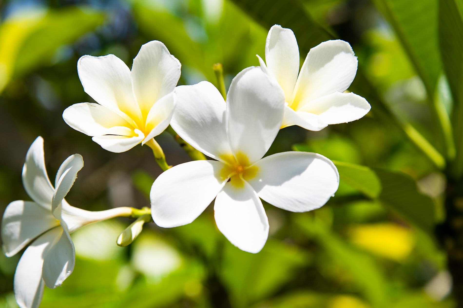 Tahiti und die Gesellschaftsinseln  