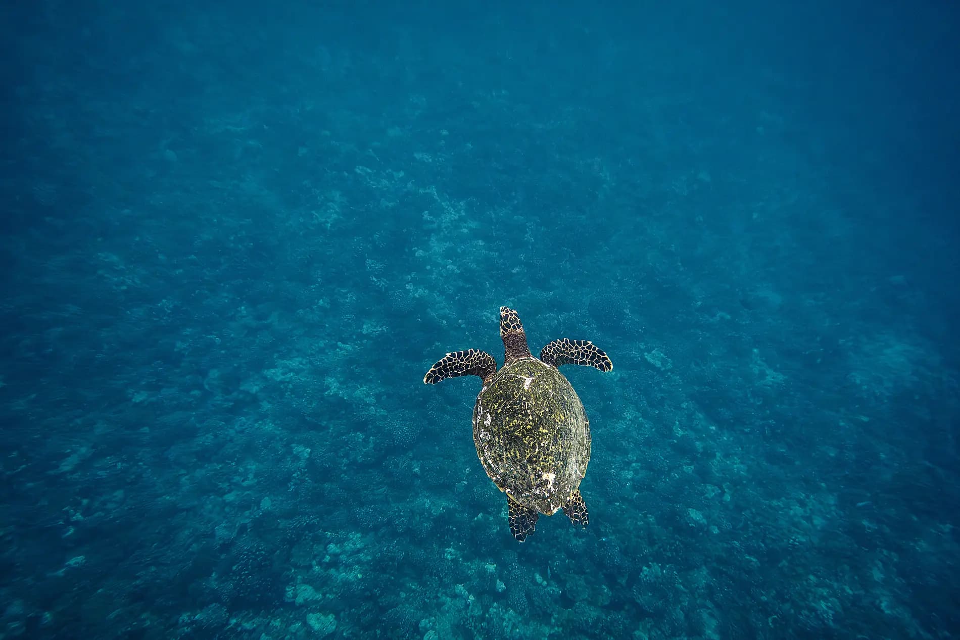 Tahiti und die Gesellschaftsinseln  