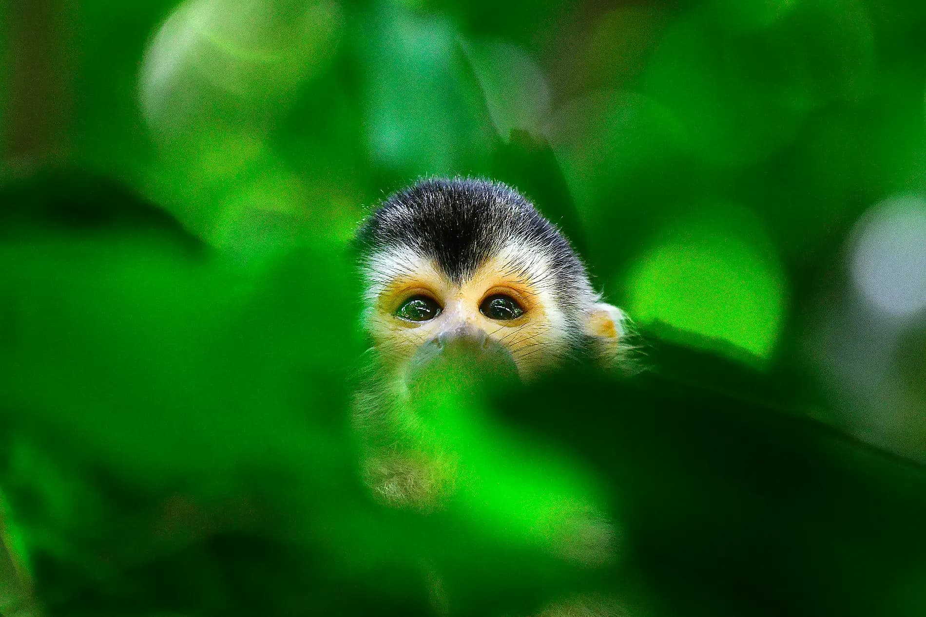 Die Pazifikküste von Costa Rica 