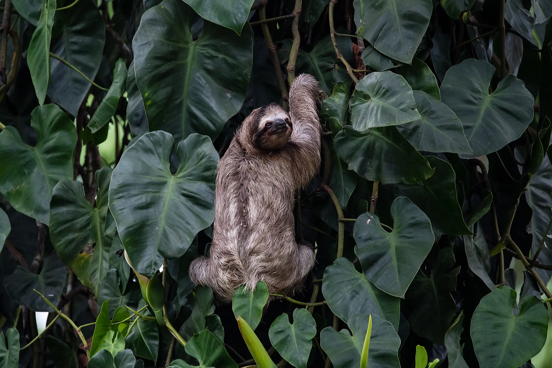 Die Pazifikküste von Costa Rica 