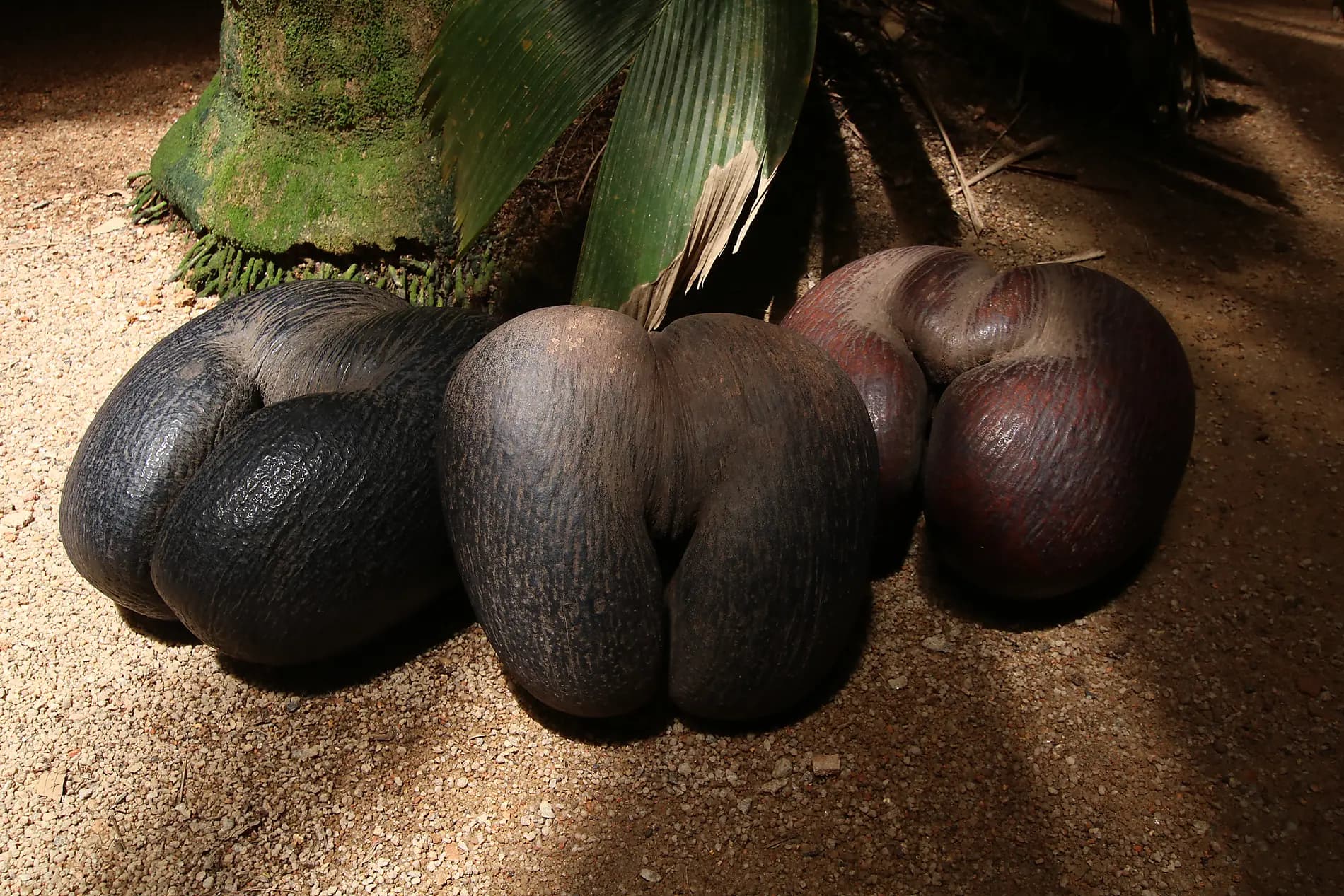 Highlights der Seychellen  