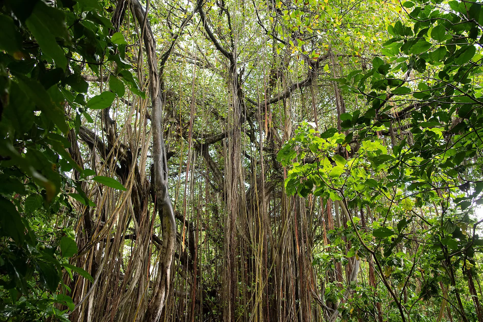 Highlights der Seychellen  