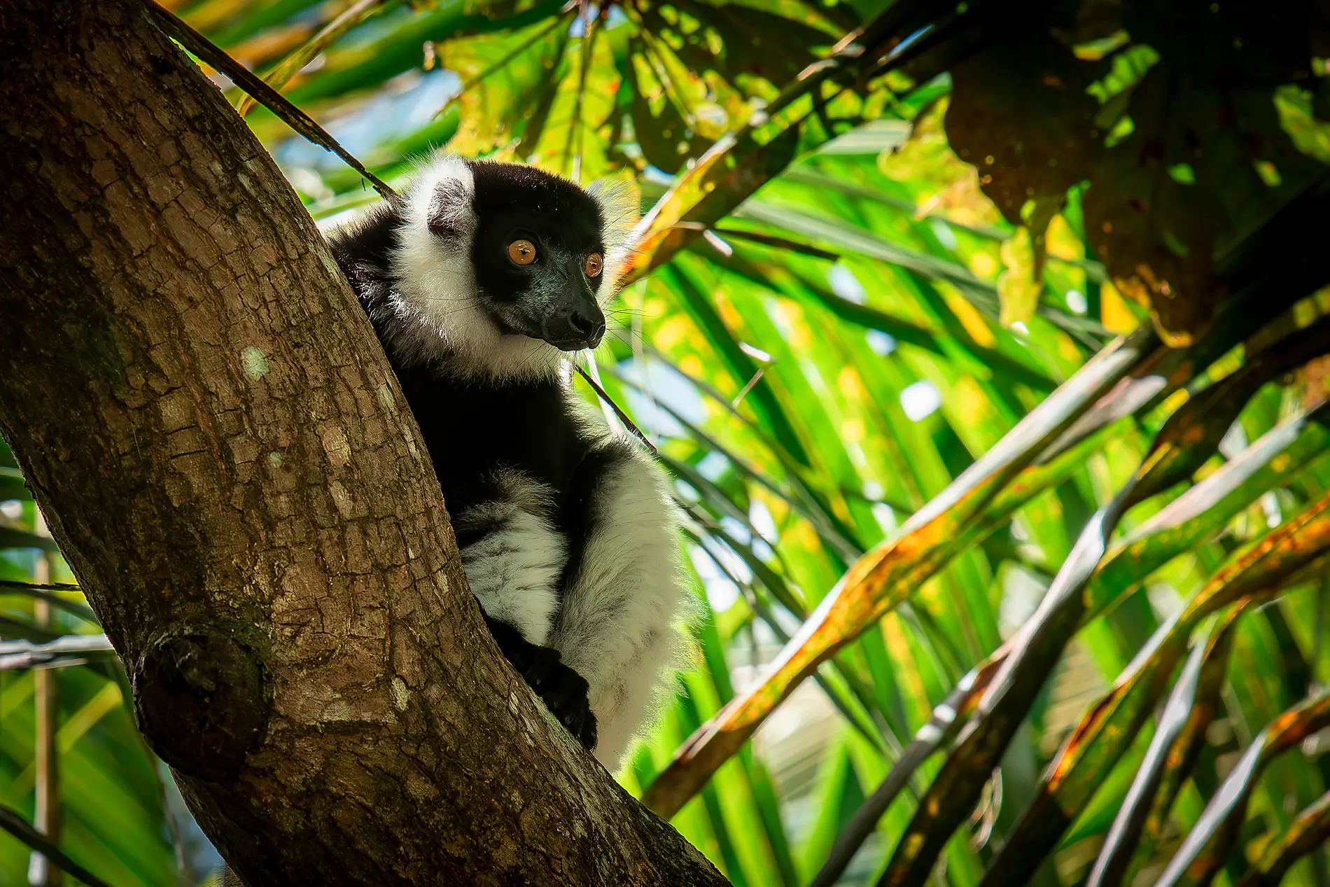 Madagaskar, Sansibar und die Perlen des Indischen Ozeans 