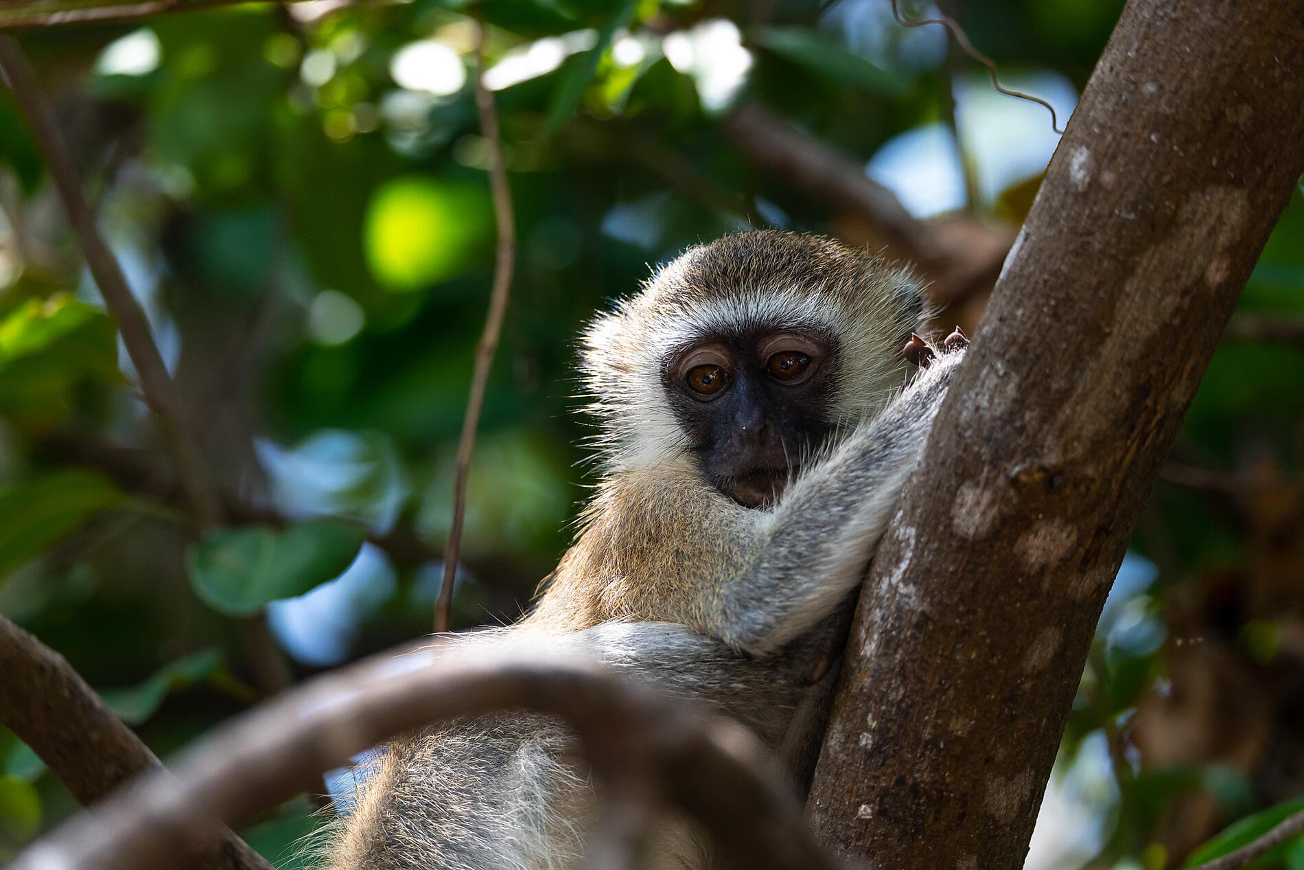 Madagaskar, Sansibar und die Perlen des Indischen Ozeans 