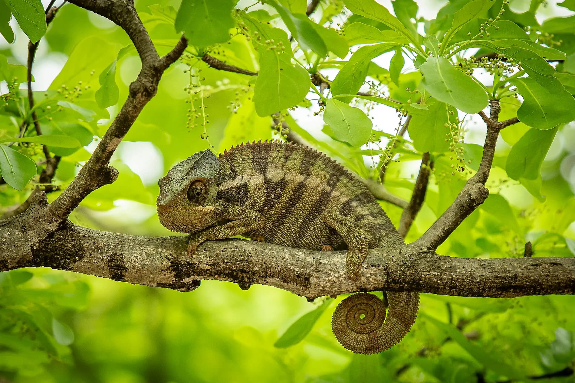 Madagaskar, Sansibar und die Perlen des Indischen Ozeans 