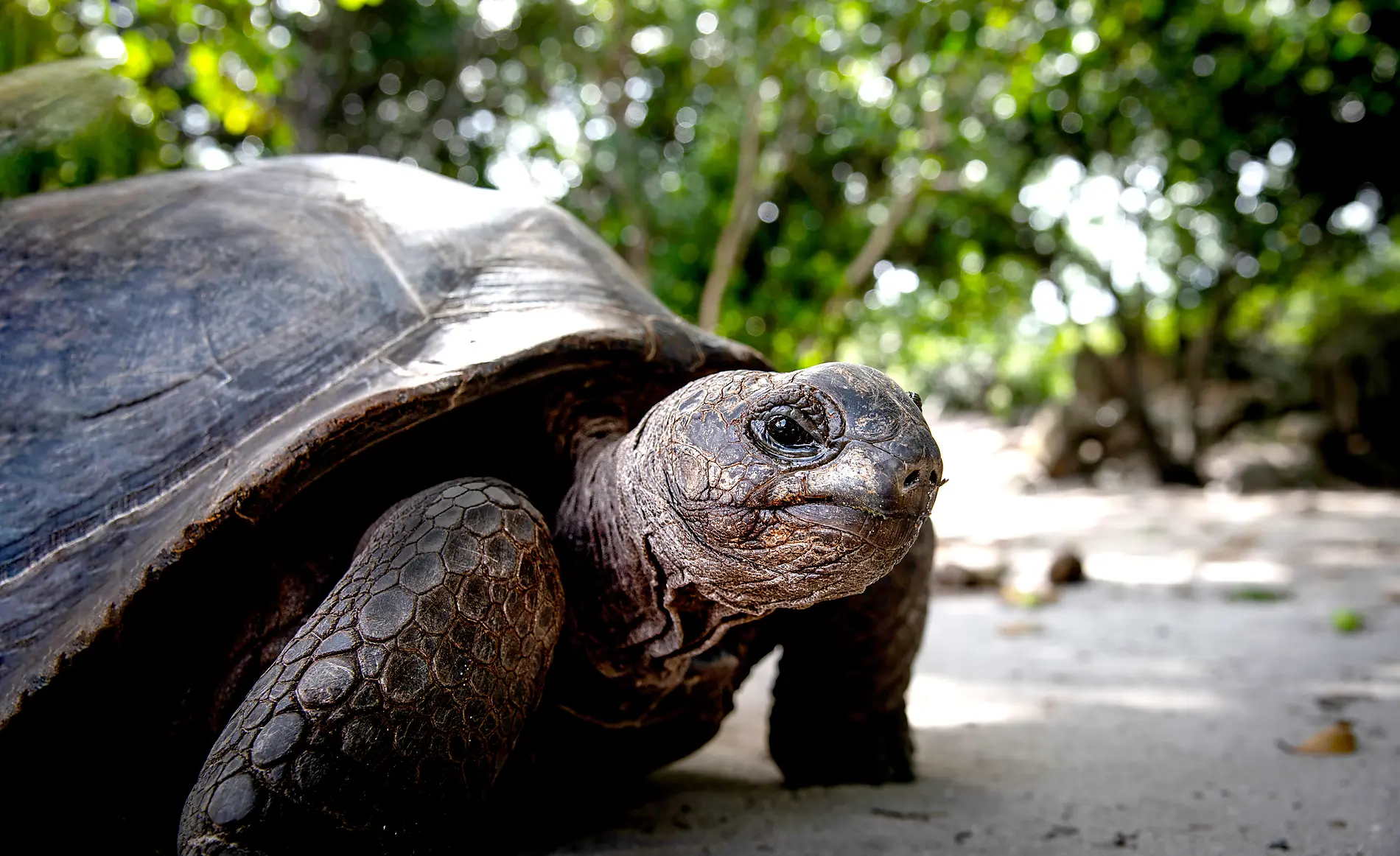 Madagaskar und Seychellen: Naturschätze des Indischen Ozeans – mit Smithsonian Journeys 