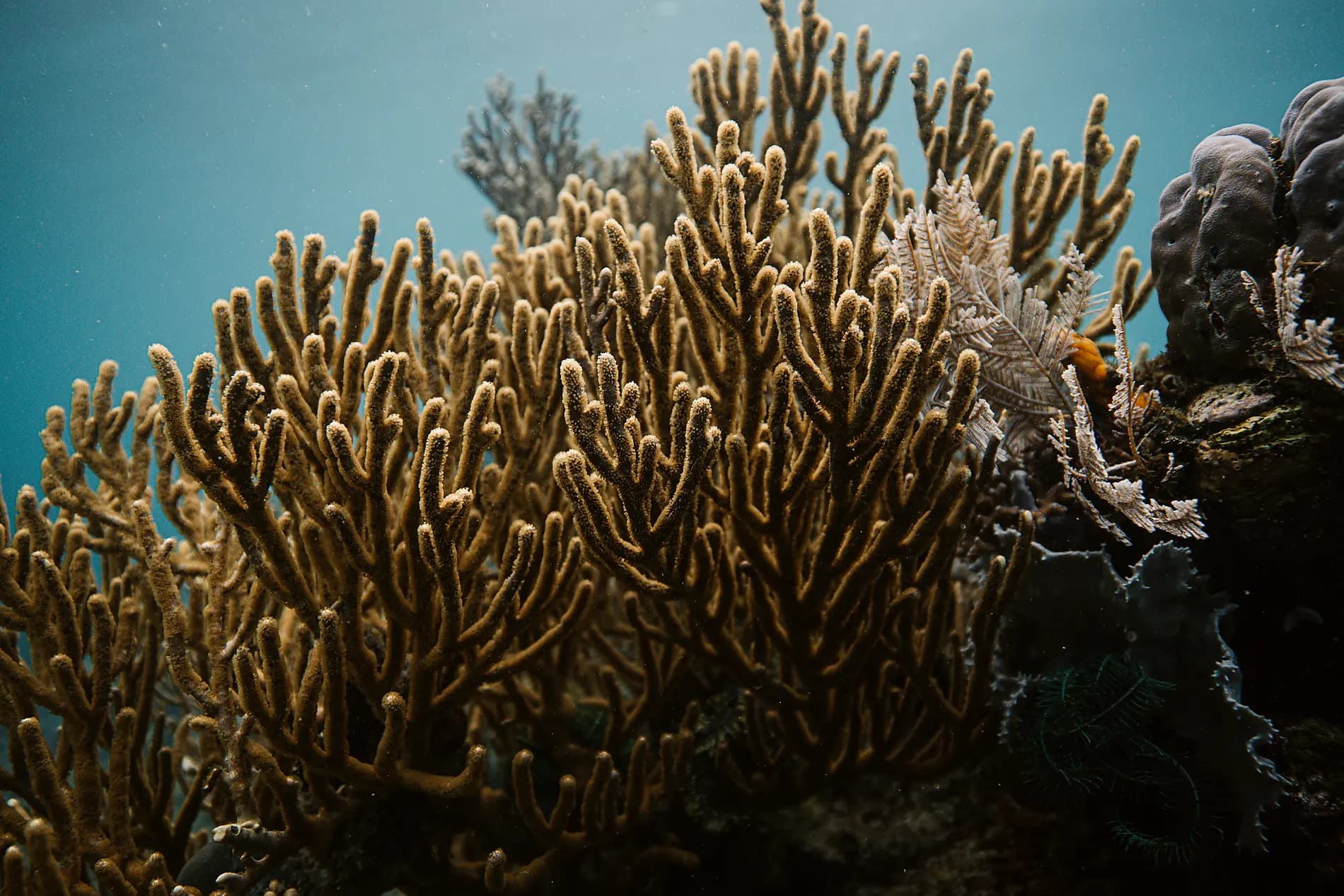 Madagaskar und die Seychellen: Naturschätze des Indischen Ozeans – mit Smithsonian Journeys 