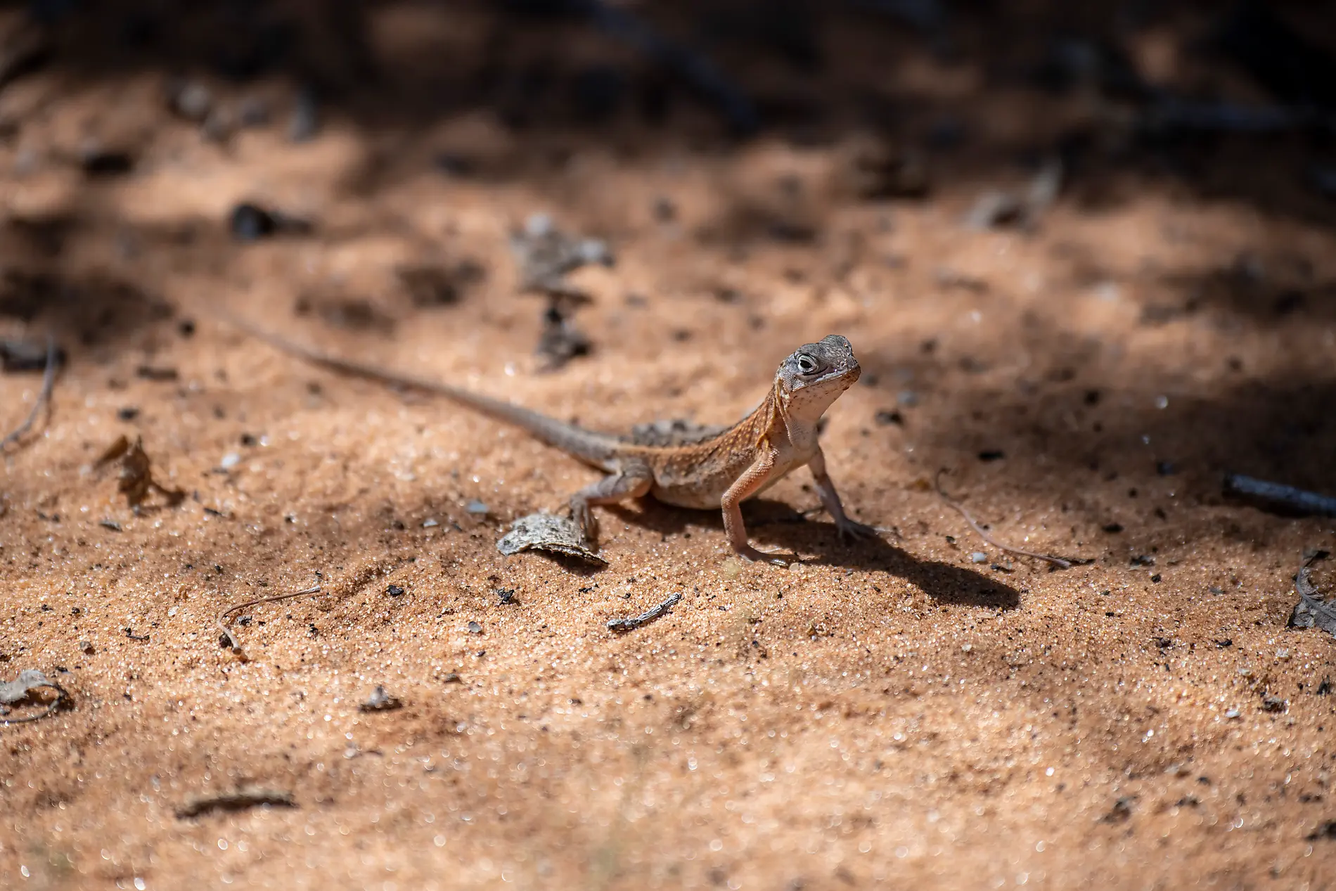 Madagaskar und Seychellen: Naturschätze des Indischen Ozeans – mit Smithsonian Journeys 