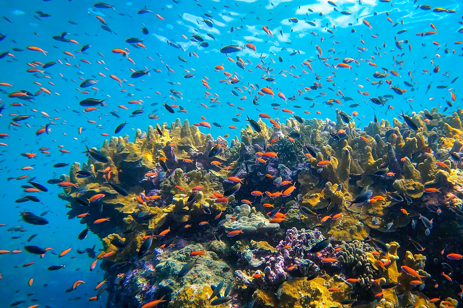 Madagaskar und Seychellen: Naturschätze des Indischen Ozeans – mit Smithsonian Journeys 