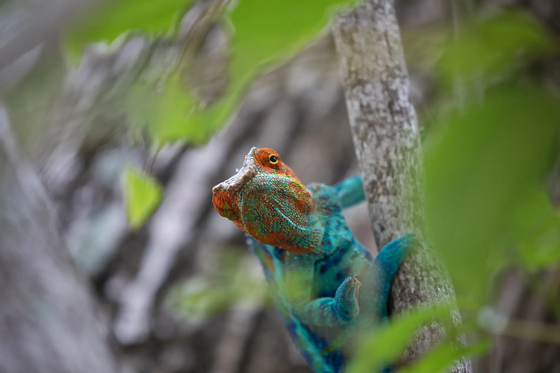 Madagaskar und Seychellen: Naturschätze des Indischen Ozeans – mit Smithsonian Journeys 