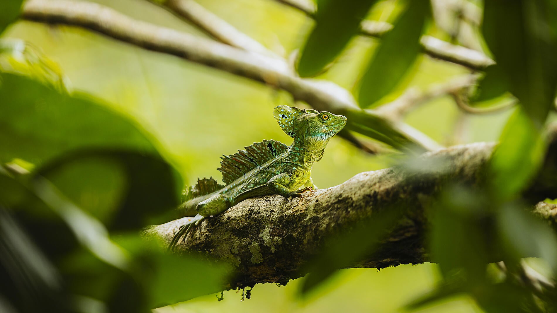 Die Pazifikküste von Costa Rica