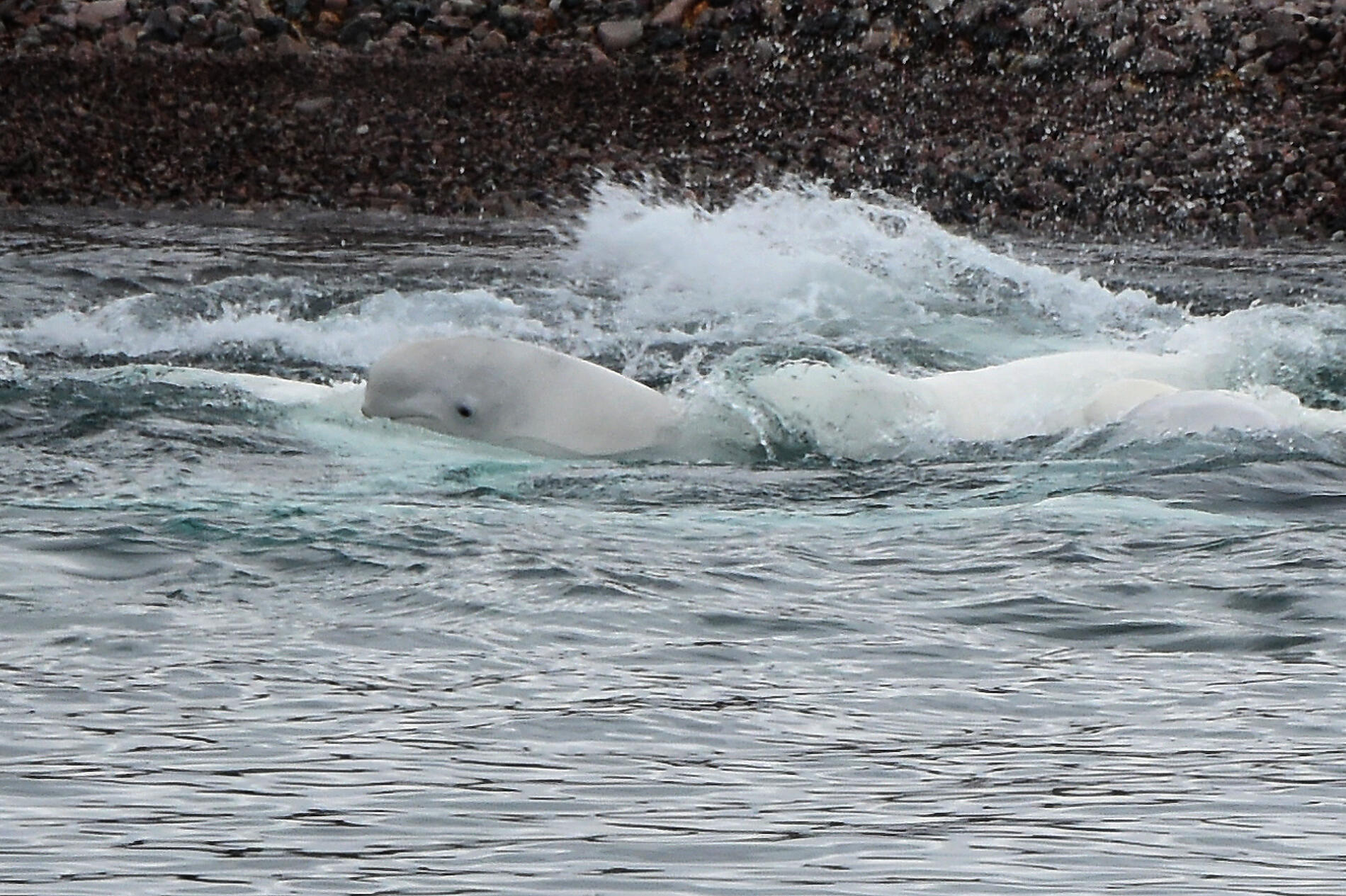 No-1626_Nathalie Michel.JPG