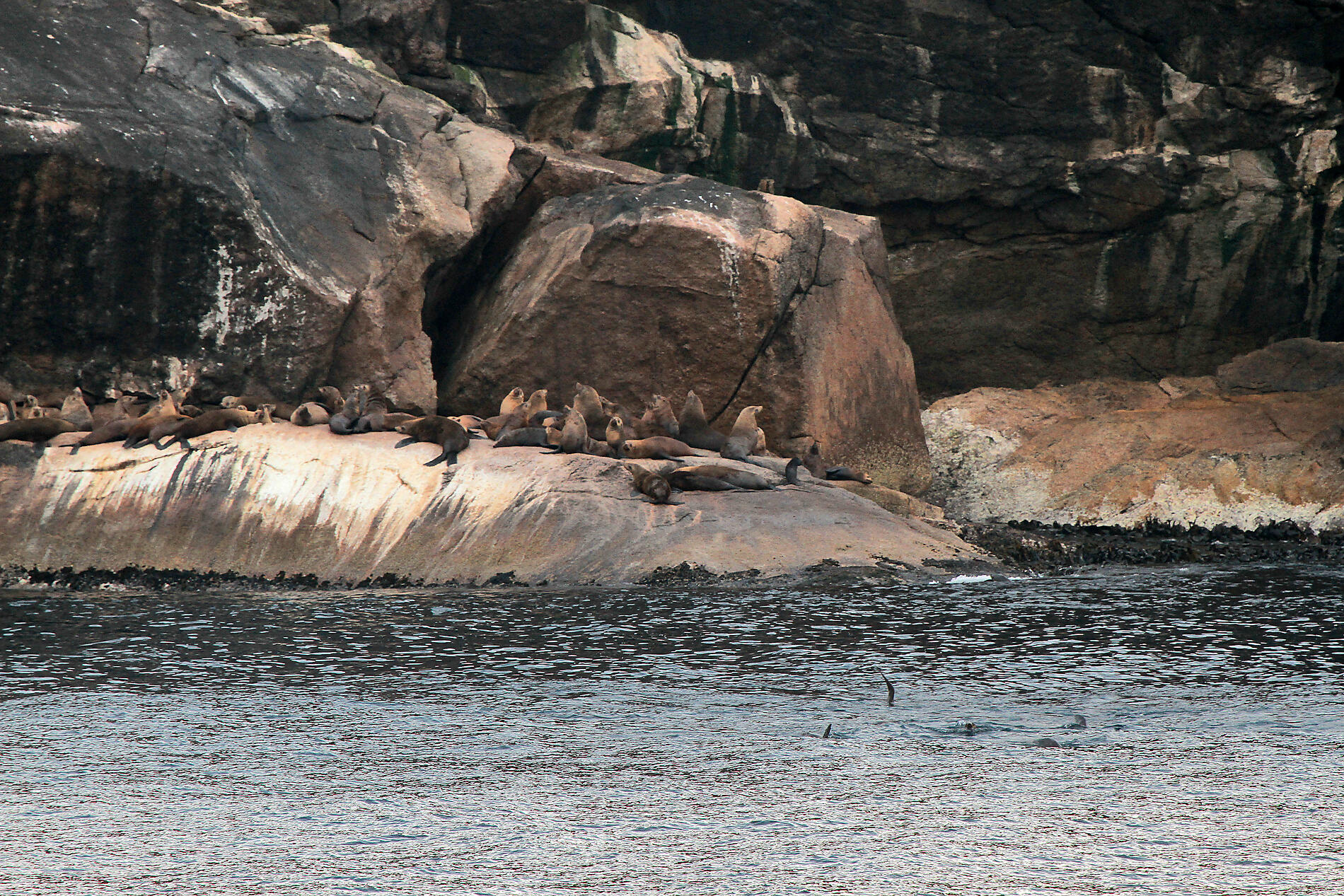 Mick-Fogg-Ile des Phoques (2).JPG