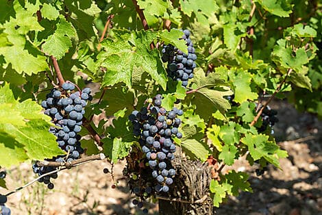 1. Okt 26 - Pauillac