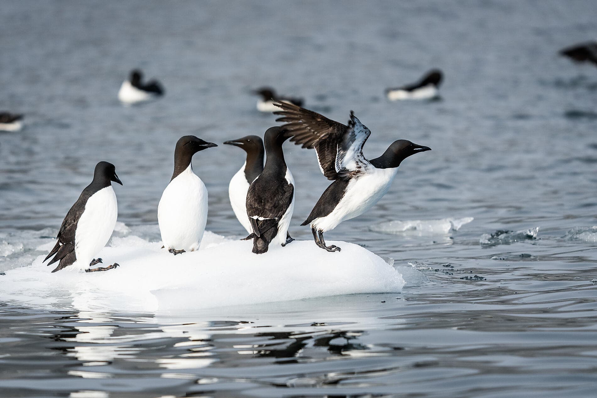 Im arktischen Eis von Spitzbergen nach Grönland ©StudioPONANT-Morgane Monnere
