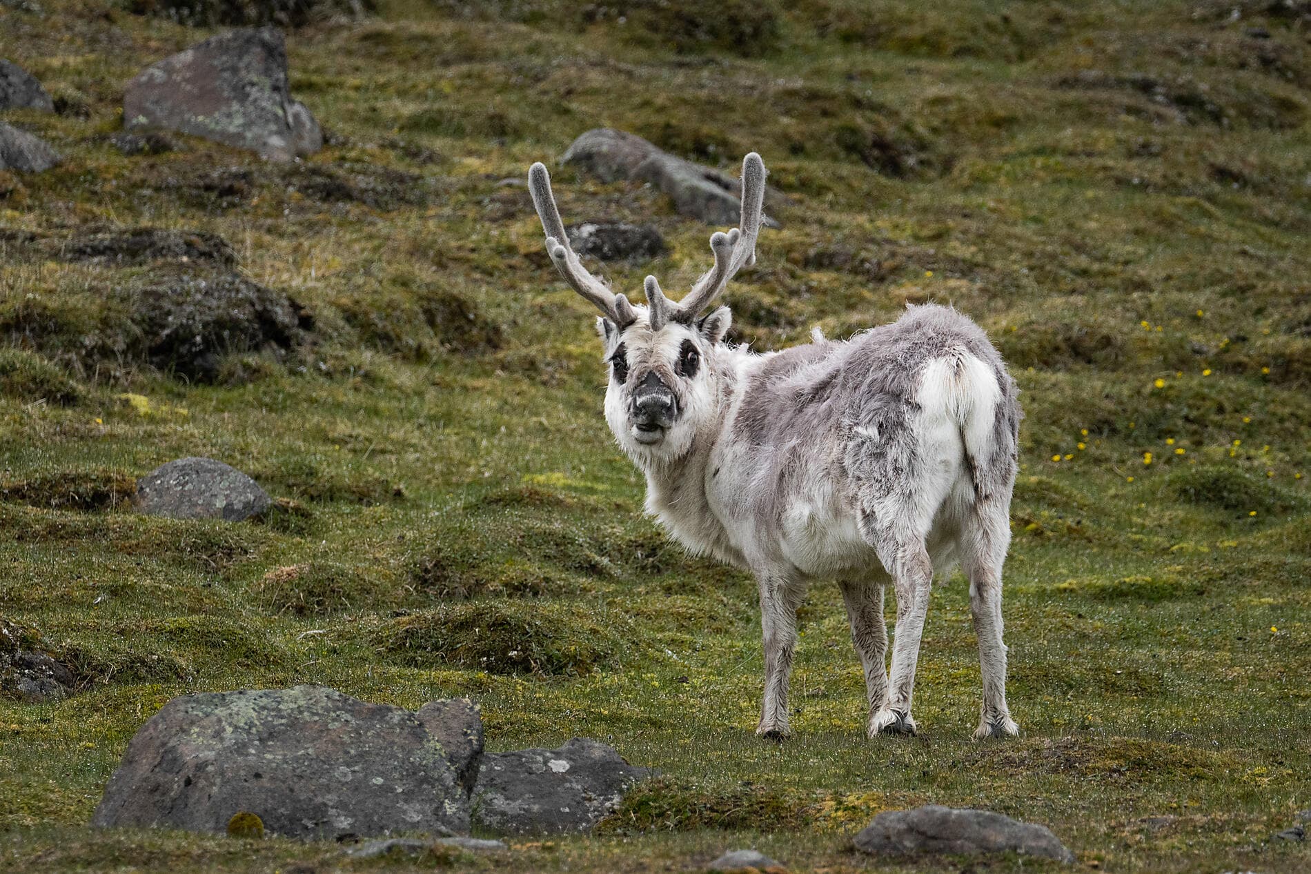 Im arktischen Eis von Spitzbergen nach Grönland ©StudioPONANT-Morgane Monneret