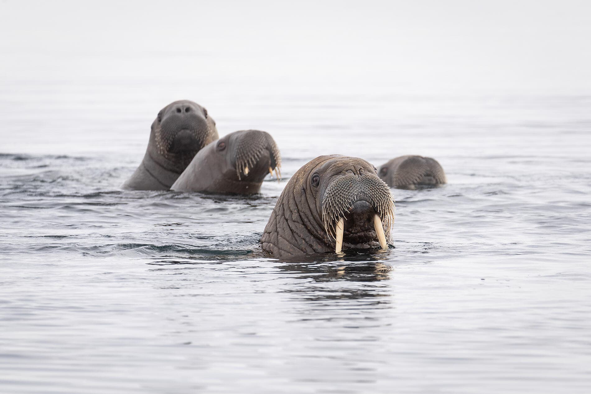Im arktischen Eis von Spitzbergen nach Grönland ©morgane_Monneret/StudioPONANT