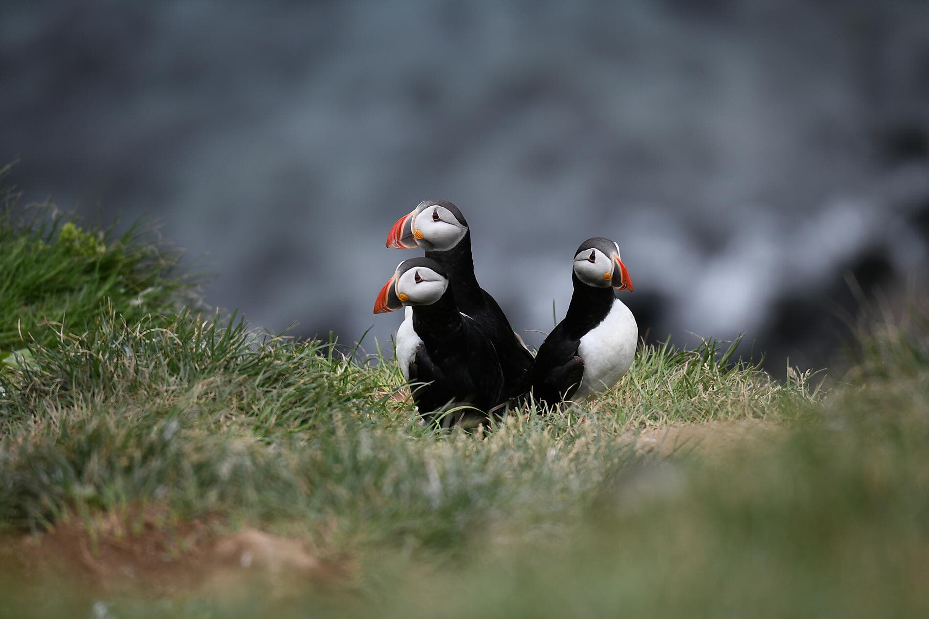 Islands Mosaiklandschaften