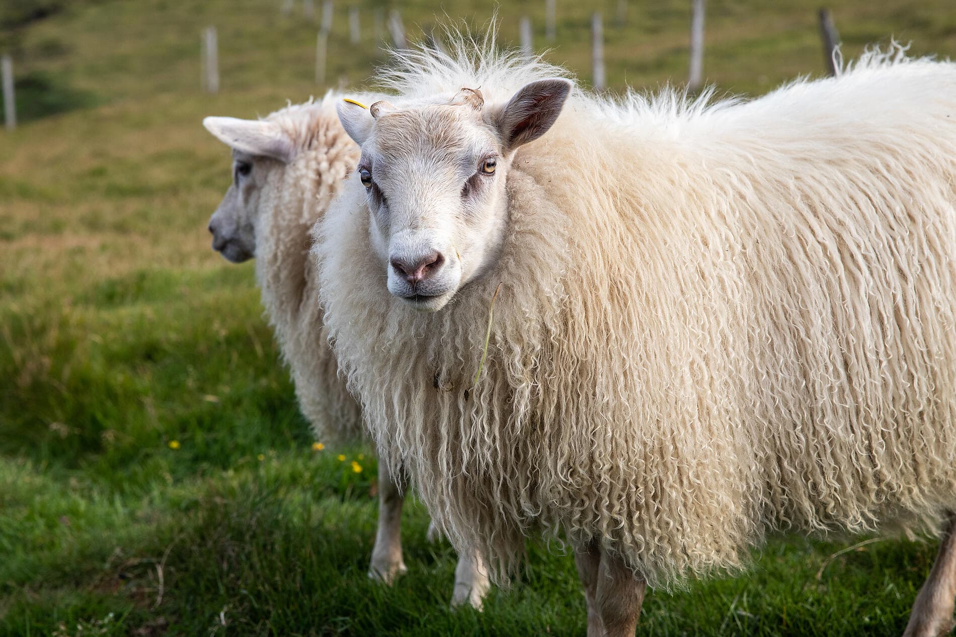 Islands Mosaiklandschaften