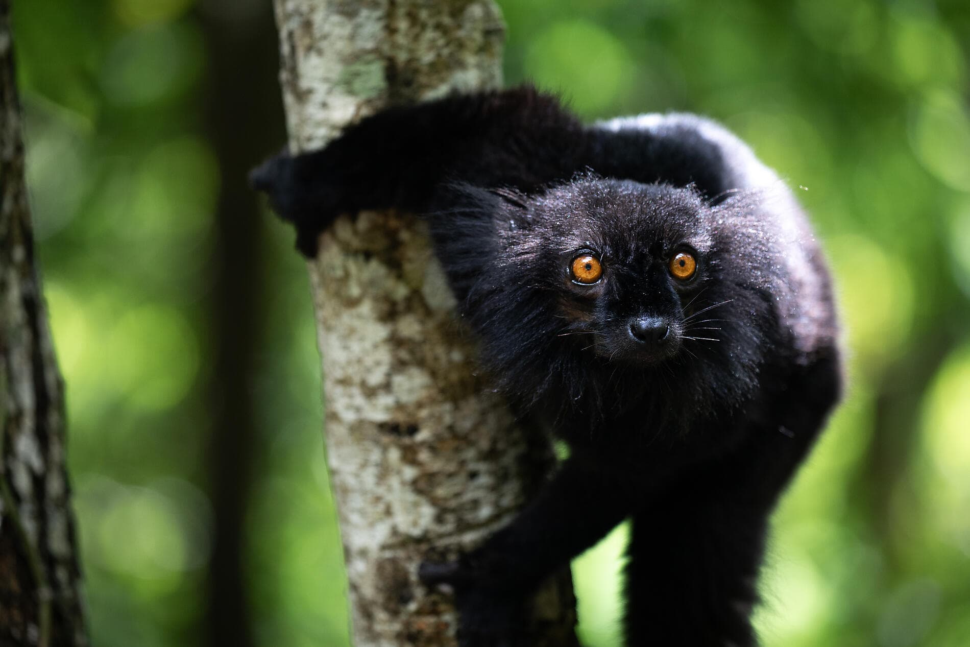 Madagaskar und die Seychellen: Naturschätze des Indischen Ozeans – mit Smithsonian Journeys