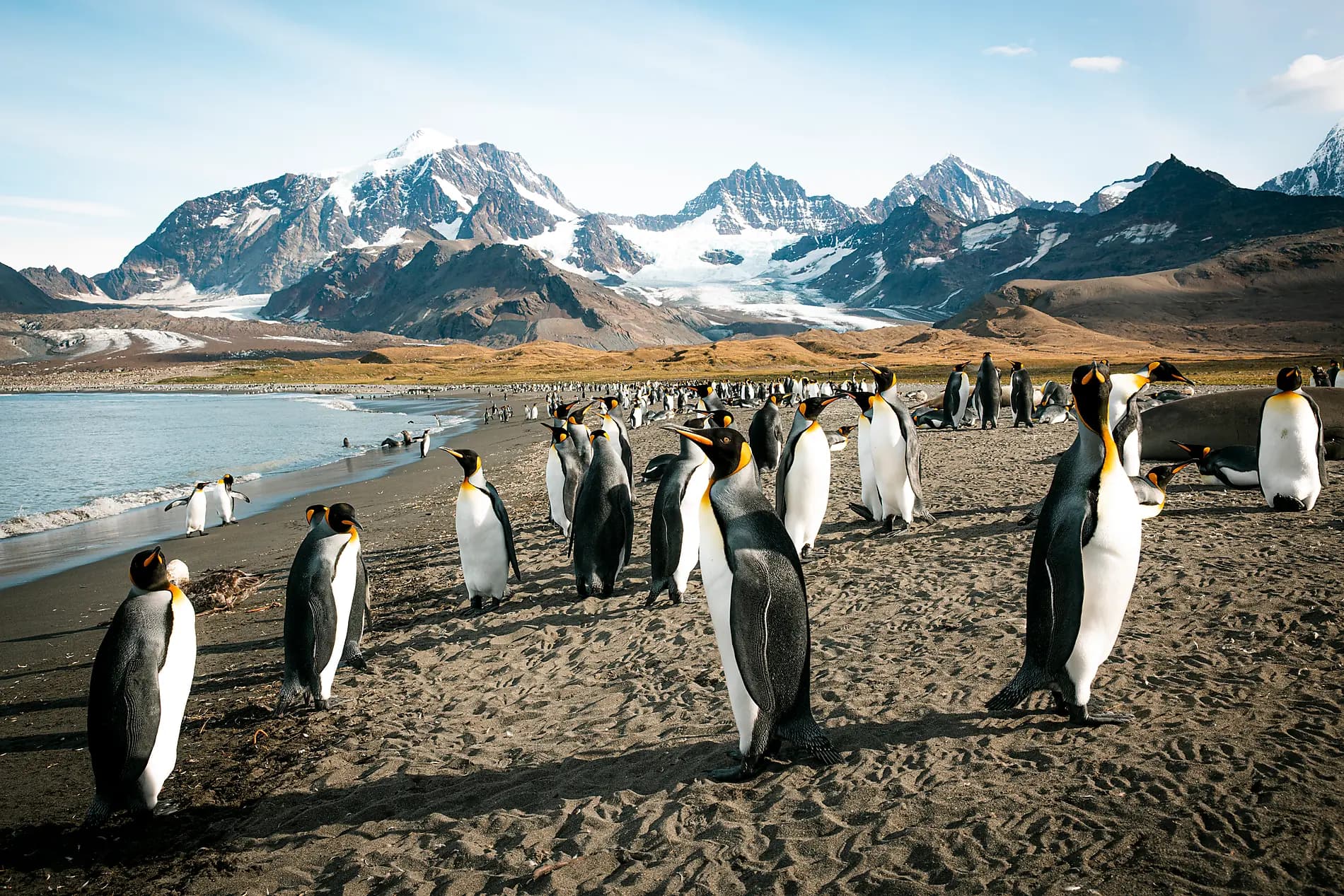 Antarktis, Falklandinseln & Südgeorgien