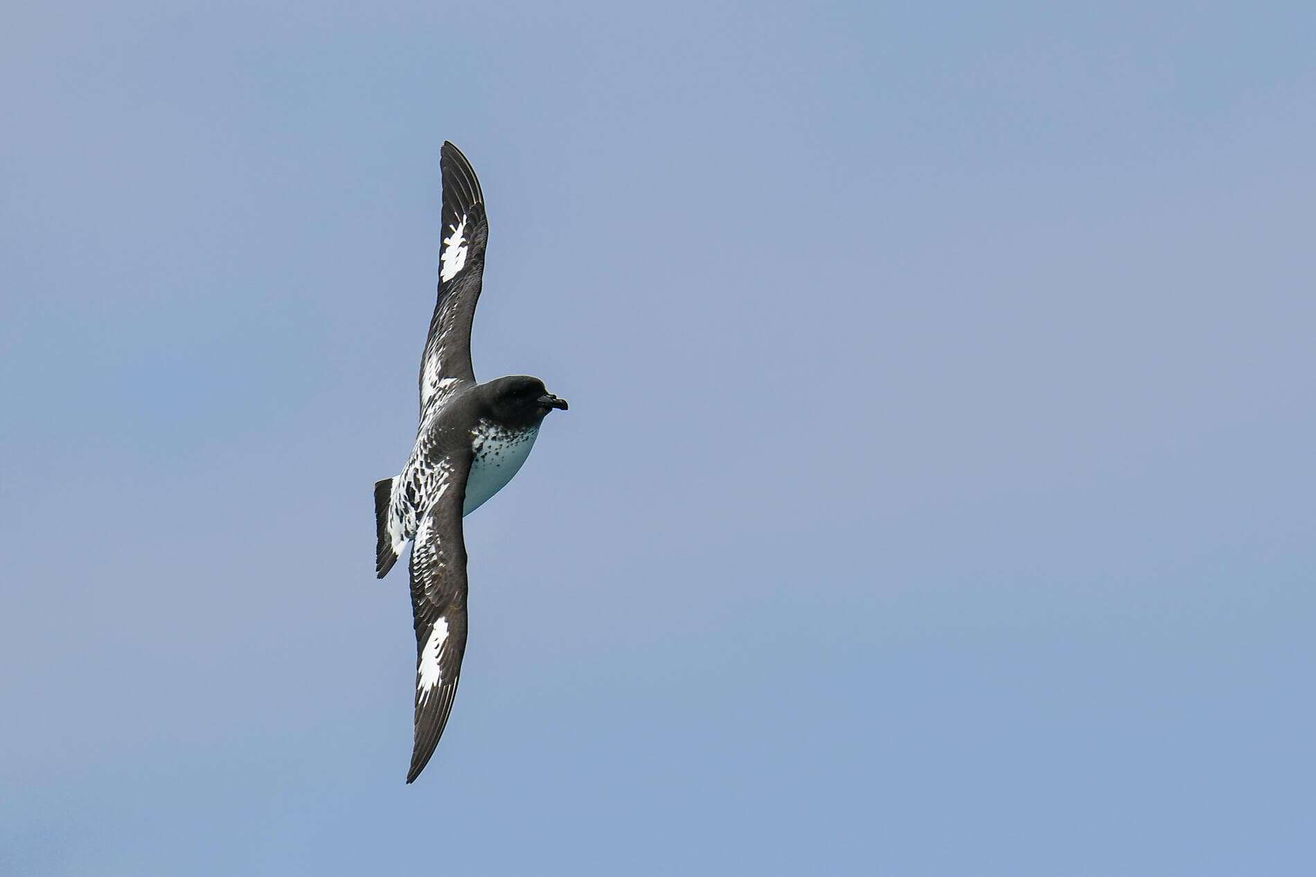 Antarktis, Falklandinseln & Südgeorgien