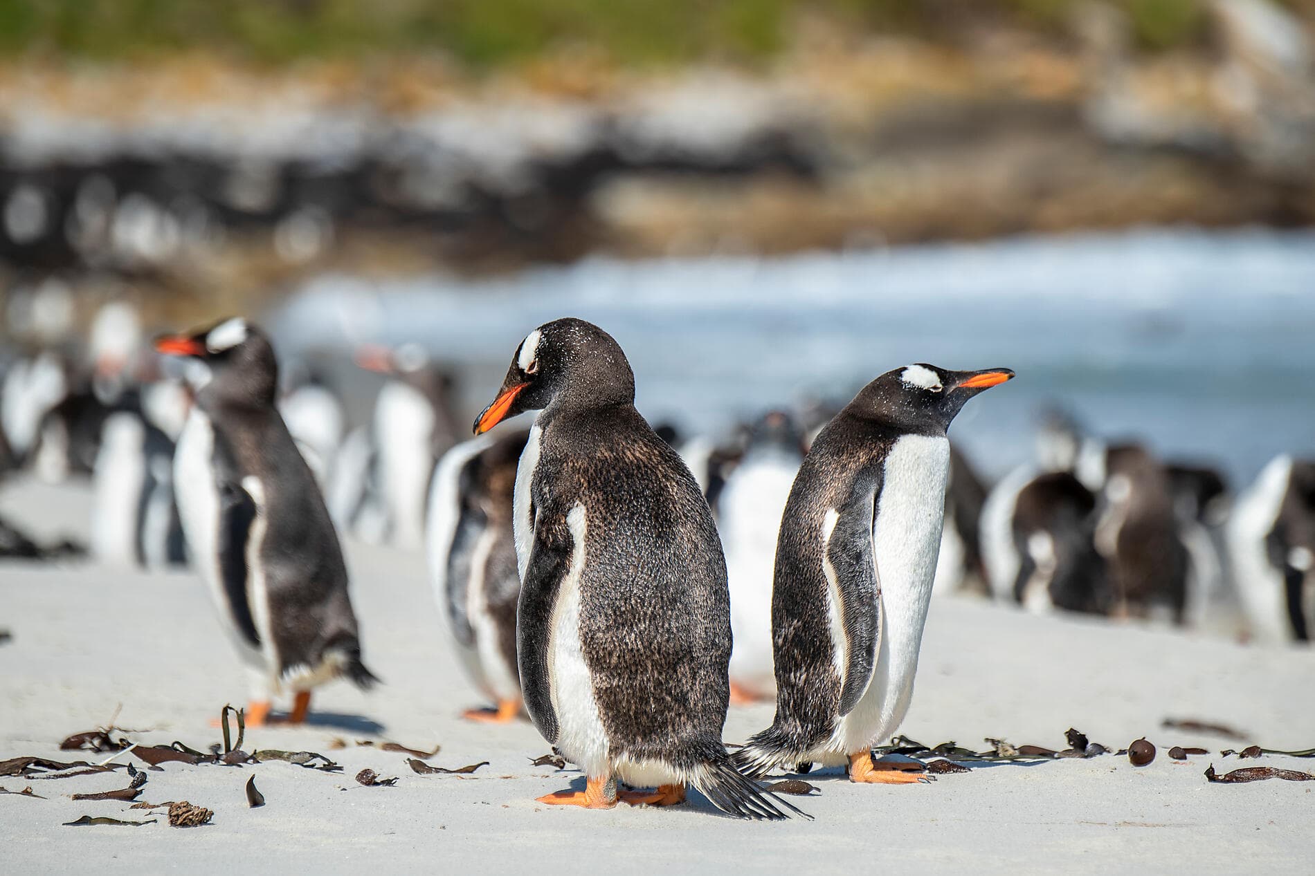 Abenteuer durch das Südpolarmeer bis zur Halbinsel Valdés