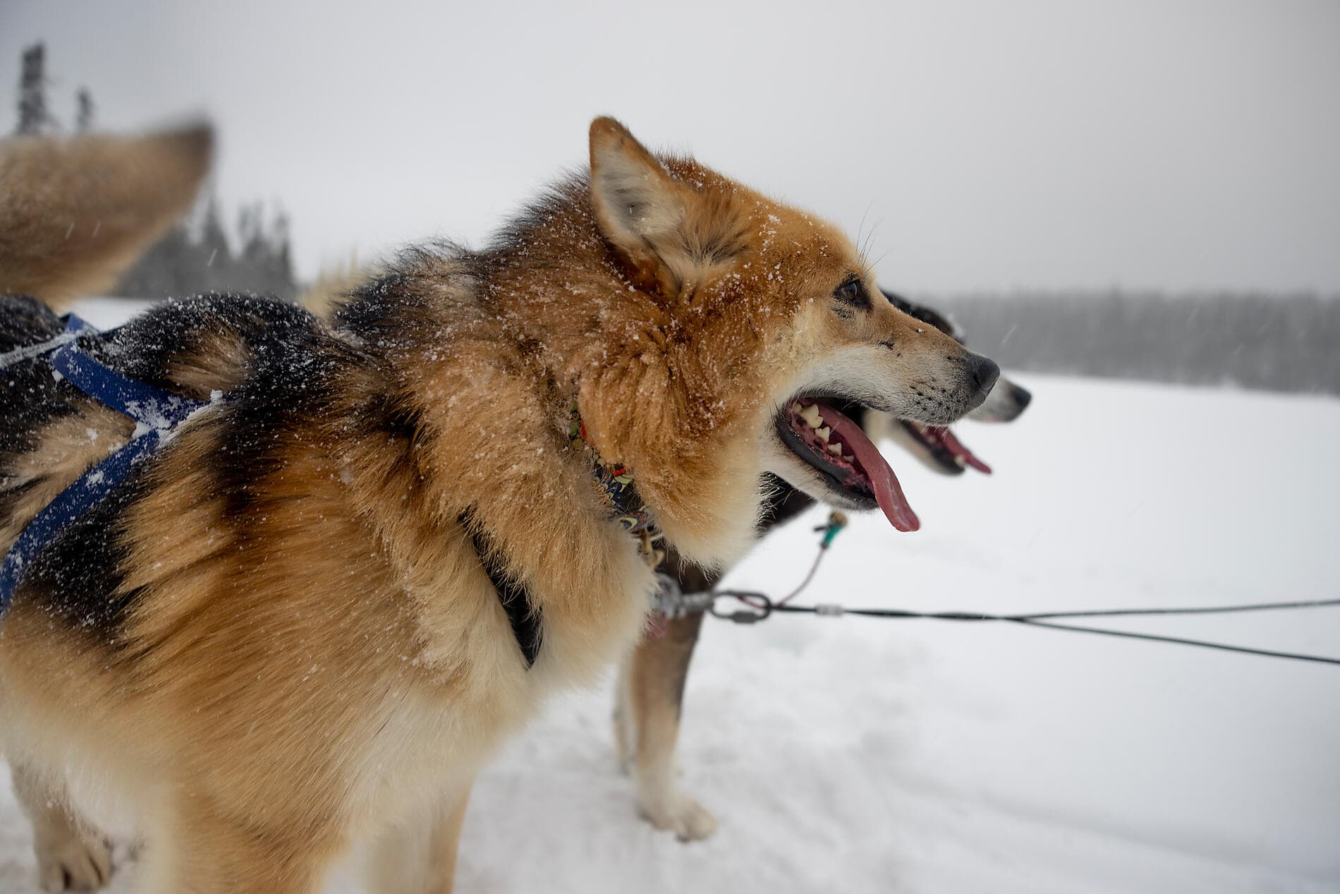 Zum Ende des Winters, vom Sankt-Lorenz-Strom nach Grönland
