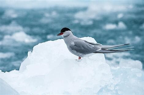 20. Okt 26 - North-West region of Spitsbergen
