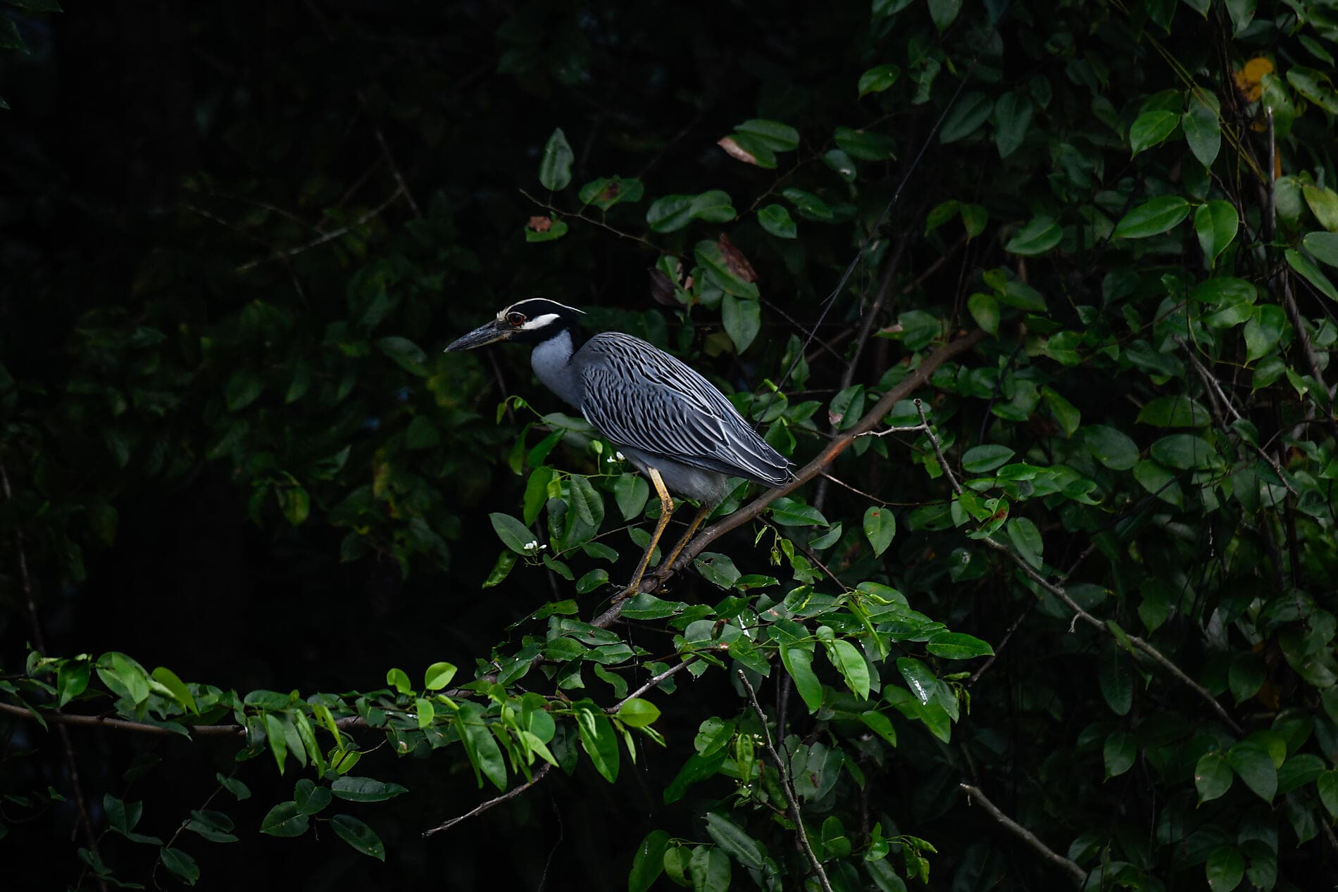 Karibisches Erbe und Naturheiligtümer