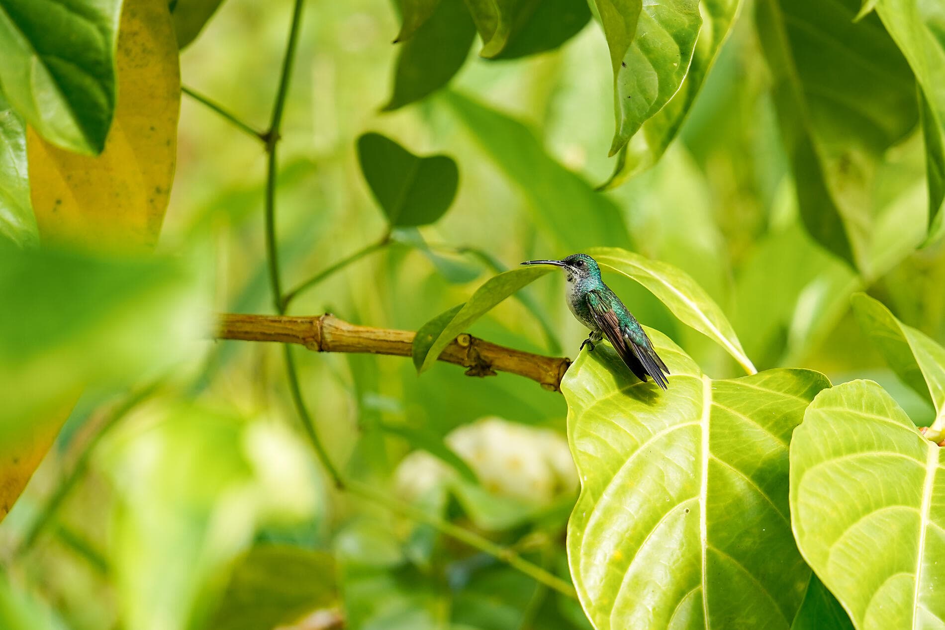 Karibisches Erbe und Naturheiligtümer