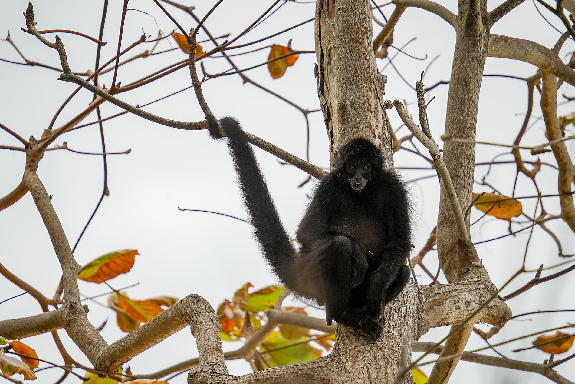 Karibisches Erbe und Naturheiligtümer