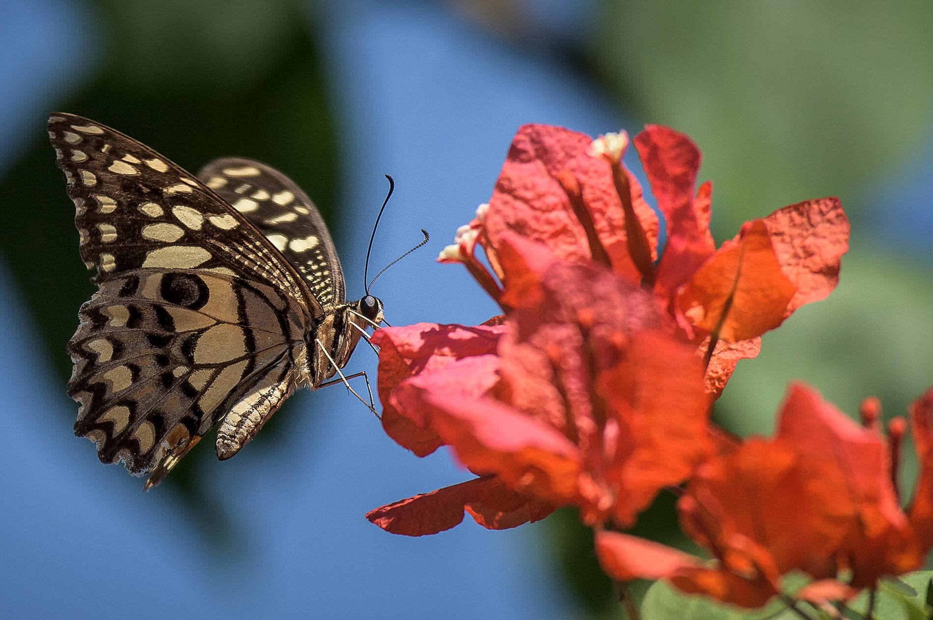 Abenteuer in den Tropen zwischen Indonesien und Nordost-Australien