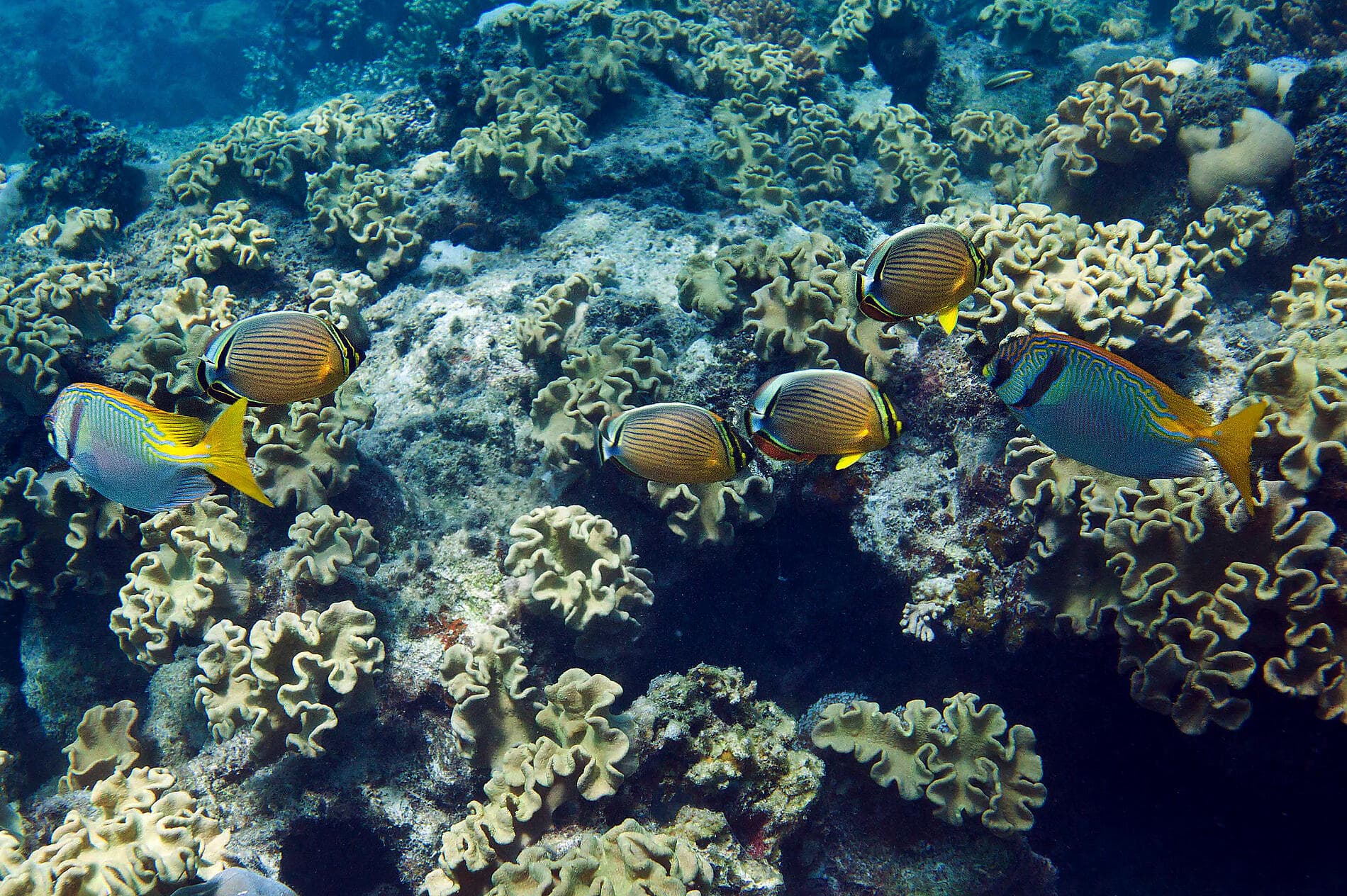 Abenteuer in den Tropen zwischen Indonesien und Nordost-Australien