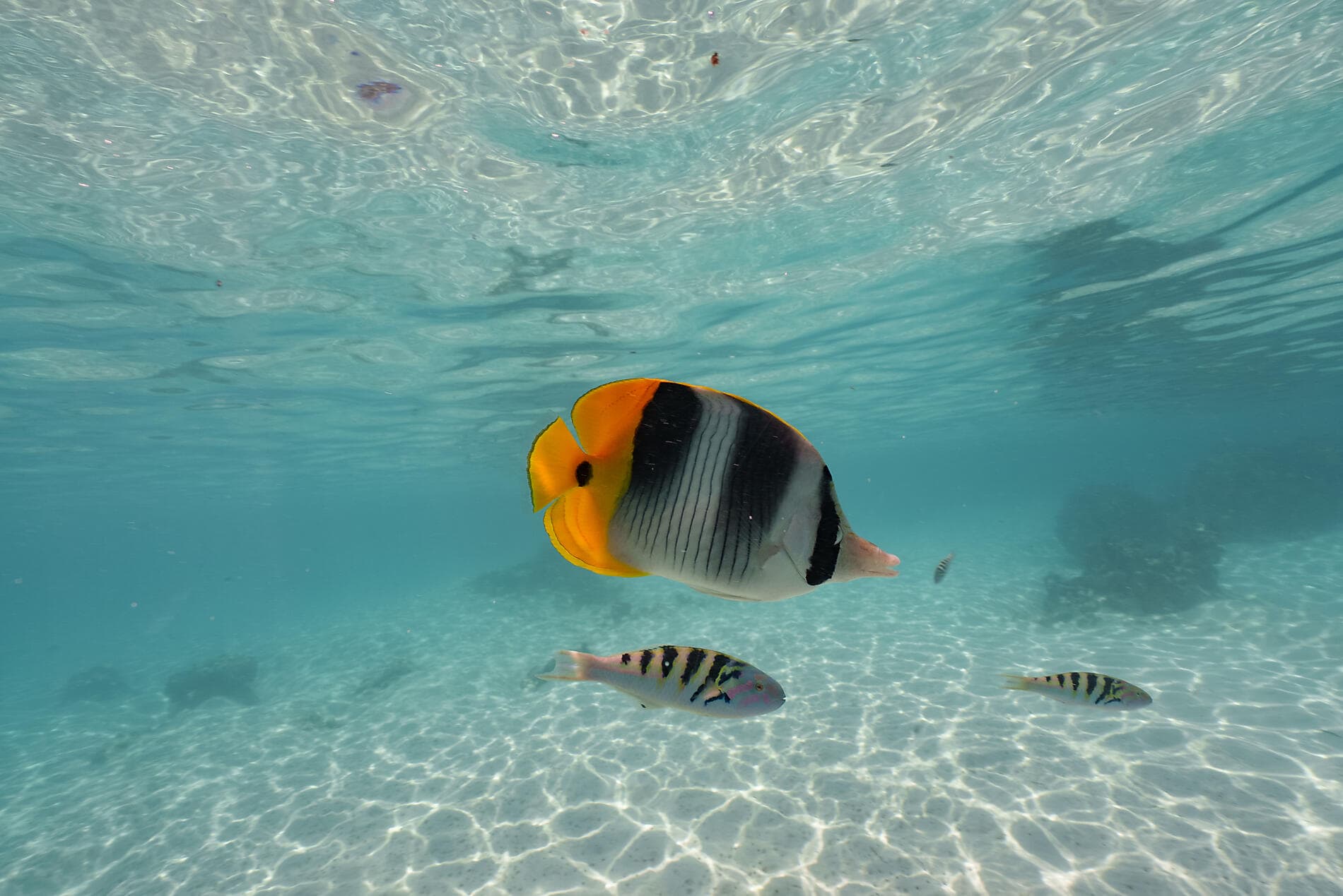 Französisch-Polynesien und die Insel Pitcairn