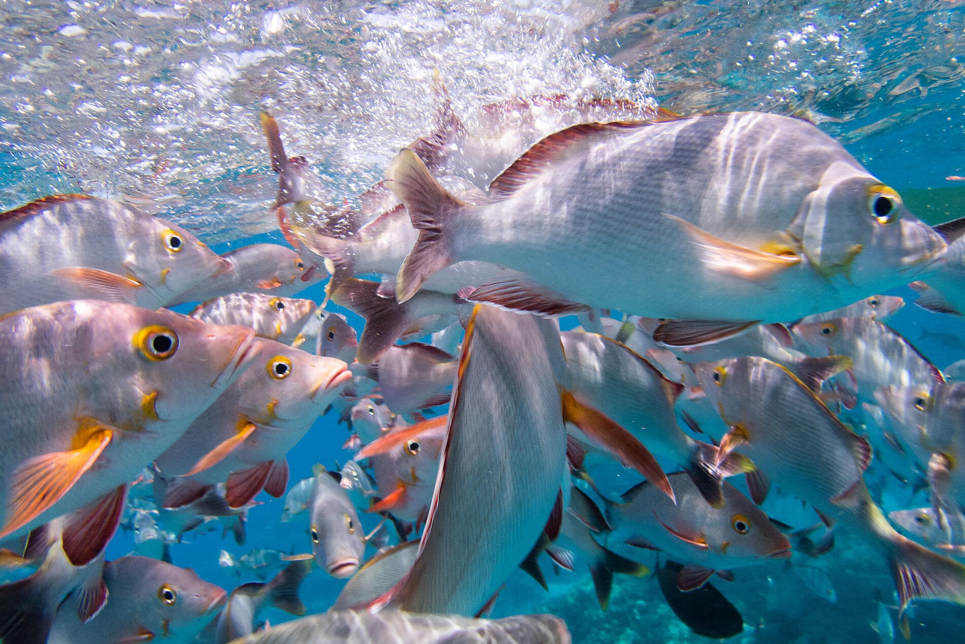 Unentdeckte Südsee: Gesellschaftsinseln und Austral-Inseln