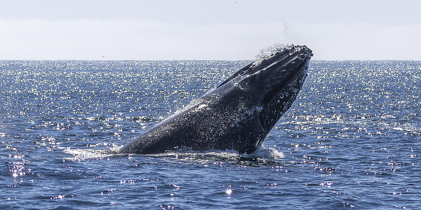 Baja California - Wale, Wüsten und weite Küsten – mit Smithsonian Journeys Baja California - Wale, Wüsten und weite Küsten – mit Smithsonian Journeys