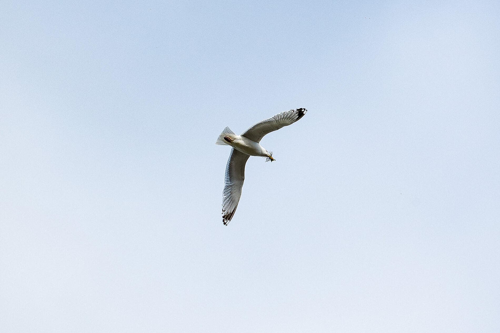 Befestigte Städte am Atlantik und die Iberische Halbinsel