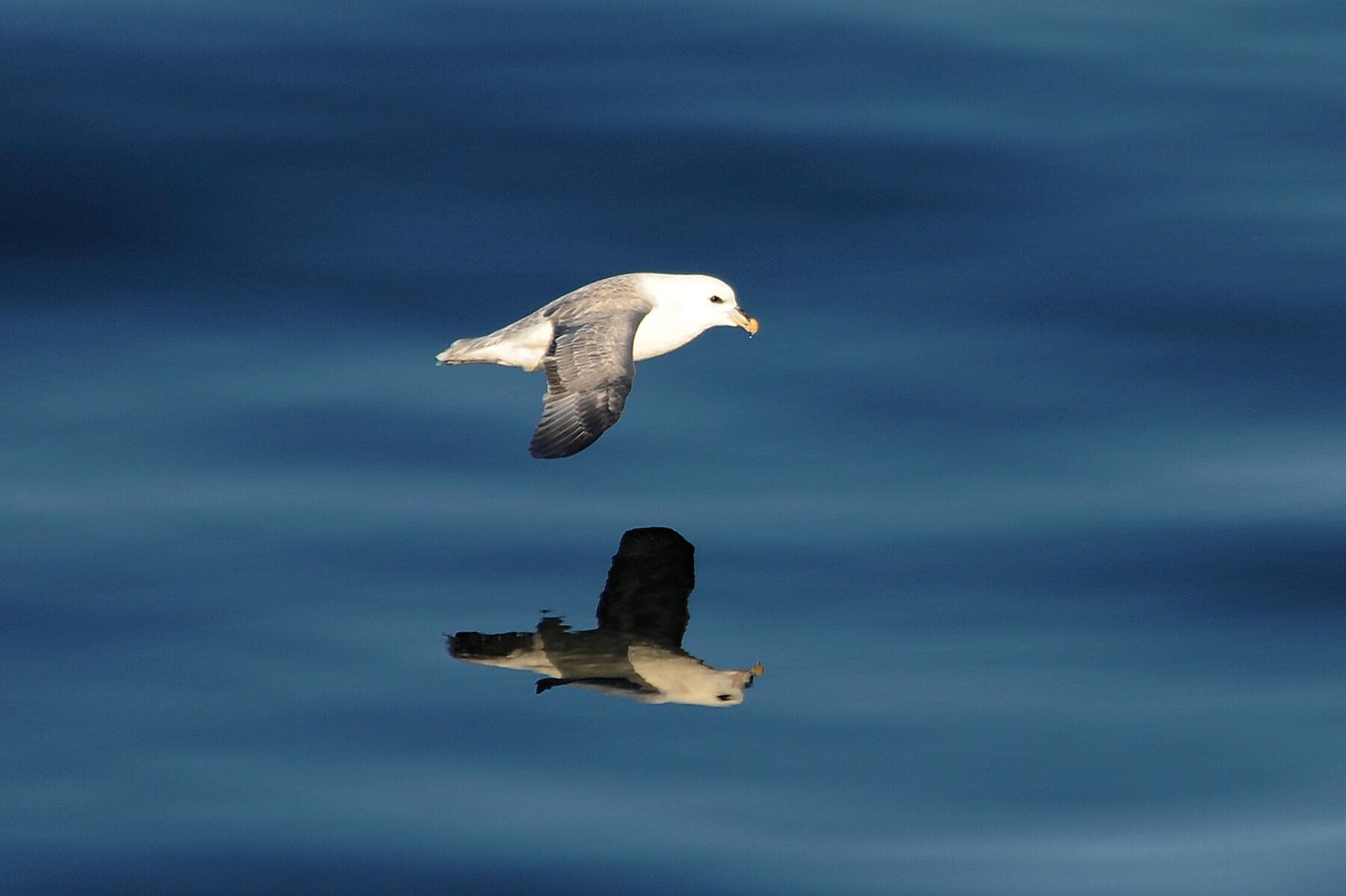 Wilde Inselgruppen des Nordatlantiks