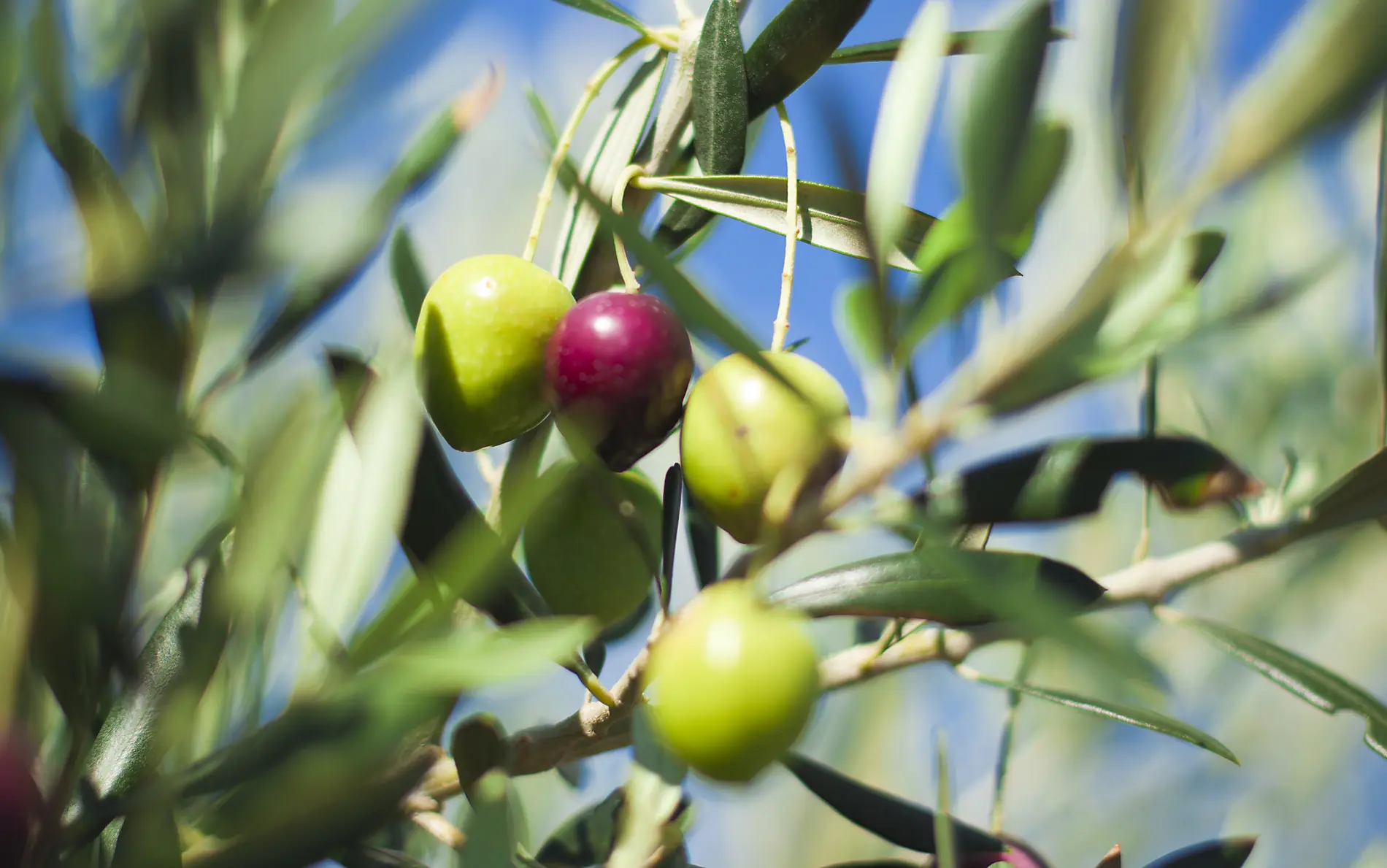 Die Kykladen, im Kielwasser der Le Ponant