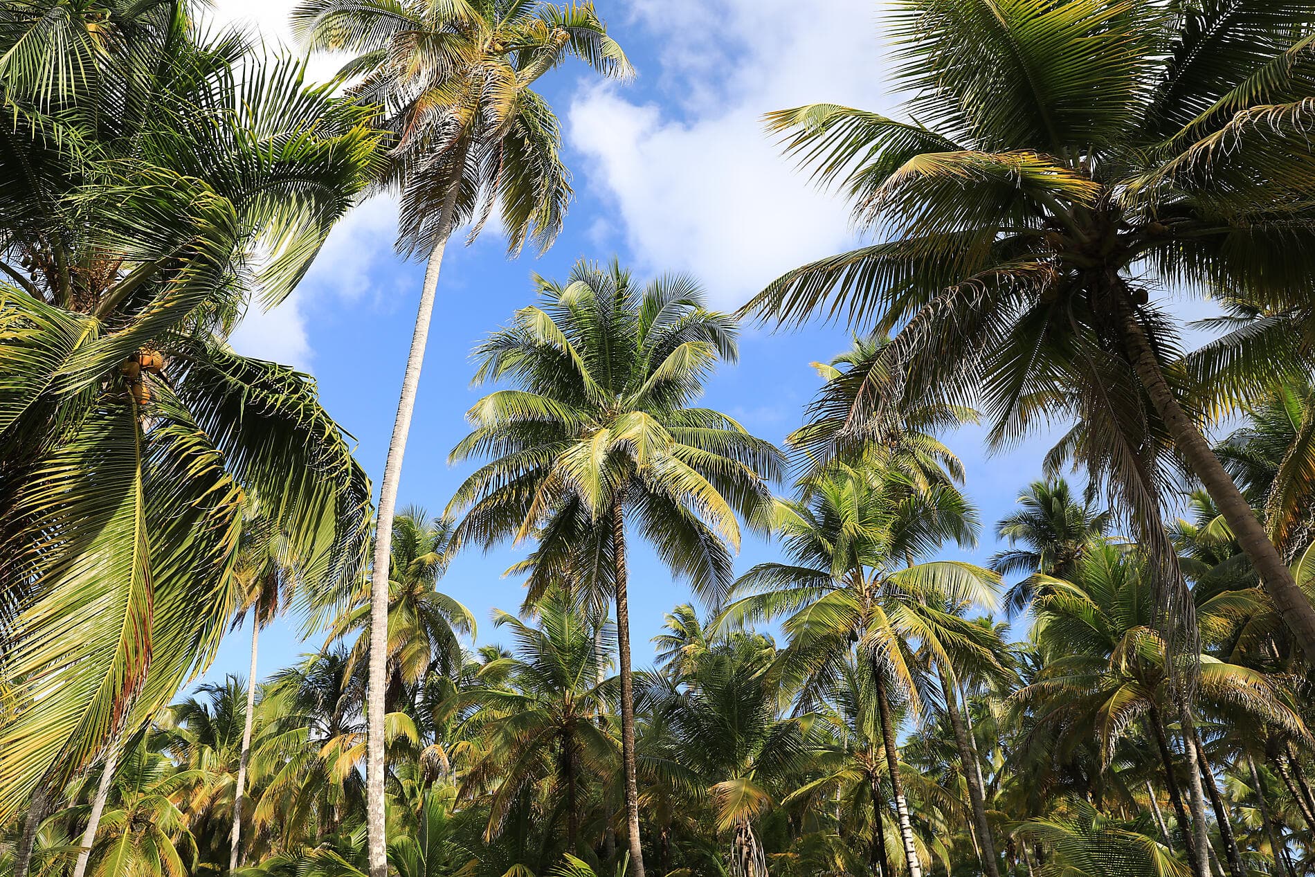 Von der wilden Schönheit Panamas zu den faszinierenden Ufern Perus