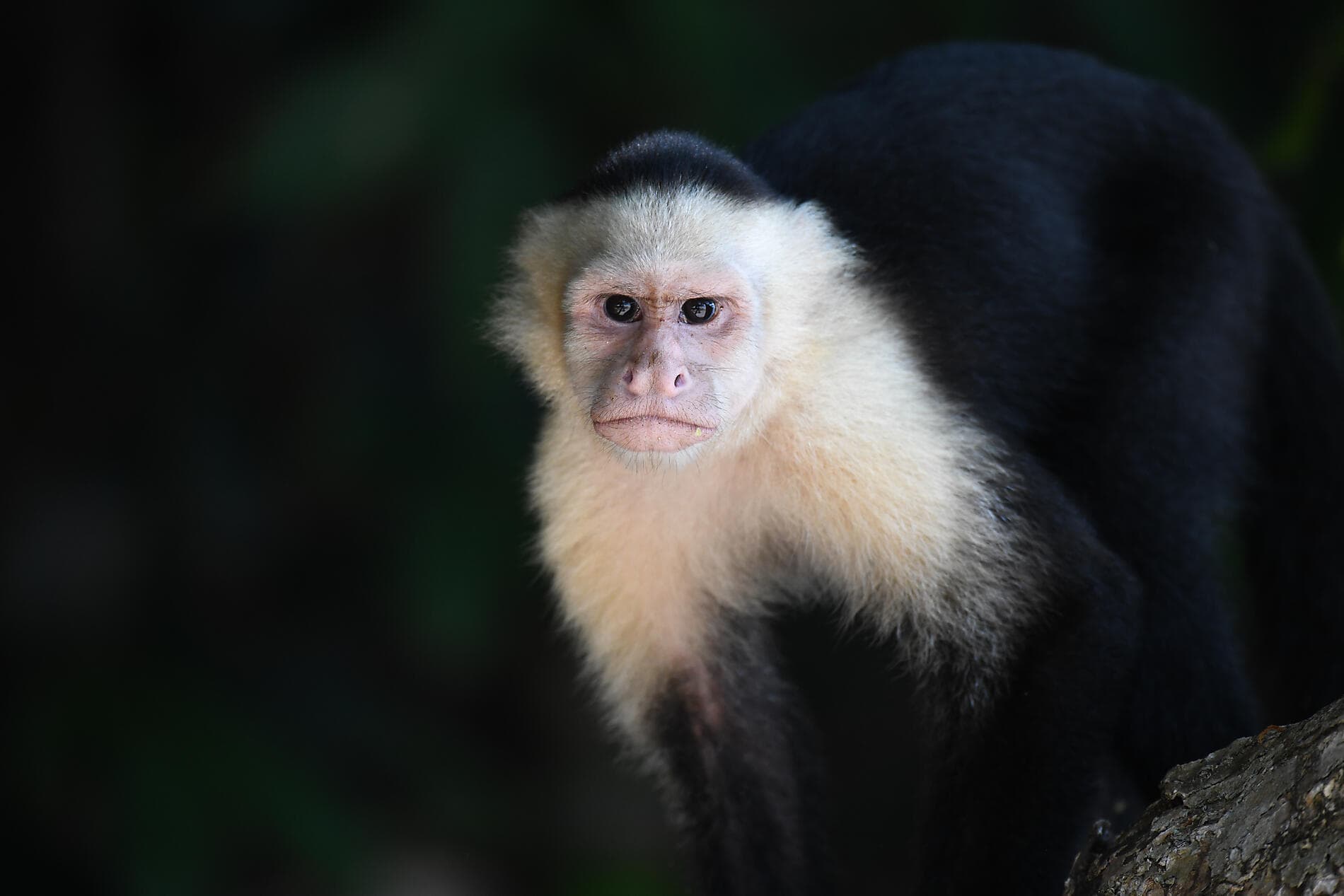 Von der wilden Schönheit Panamas zu den faszinierenden Ufern Perus
