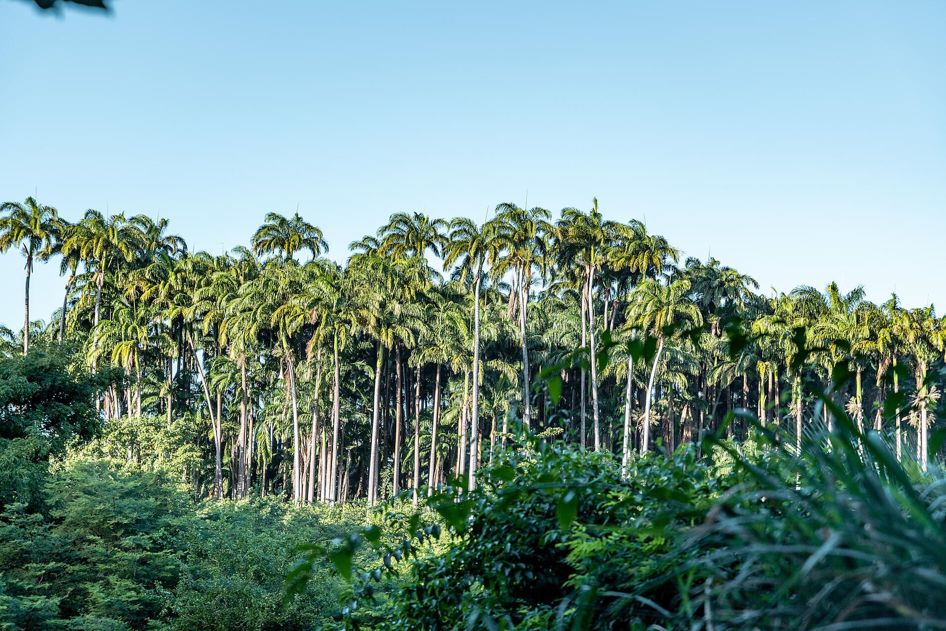 Verborgene Schätze der Kleinen Antillen